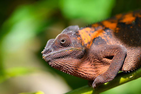 Female Panther Chameleon, Pyreras Reserve, Madagascar Although females of this species are described as dull compared to the male, bright orange does not immediately bring to mind the term "dull". What they probably mean is that female color diversity is less, it ranges from brown to orange whilst males have more radically different primary colors. 
https://www.jungledragon.com/image/85489/female_panther_chameleon_-_head_pyreras_reserve_madagascar.html
https://www.jungledragon.com/image/85488/female_panther_chameleon_-_turret_eye_pyreras_reserve_madagascar.html

https://www.youtube.com/watch?v=wfQodjDmF-Y Africa,Furcifer pardalis,Geotagged,Madagascar,Madagascar 2019,Panther chameleon,Pyreras Reserve,Winter,World