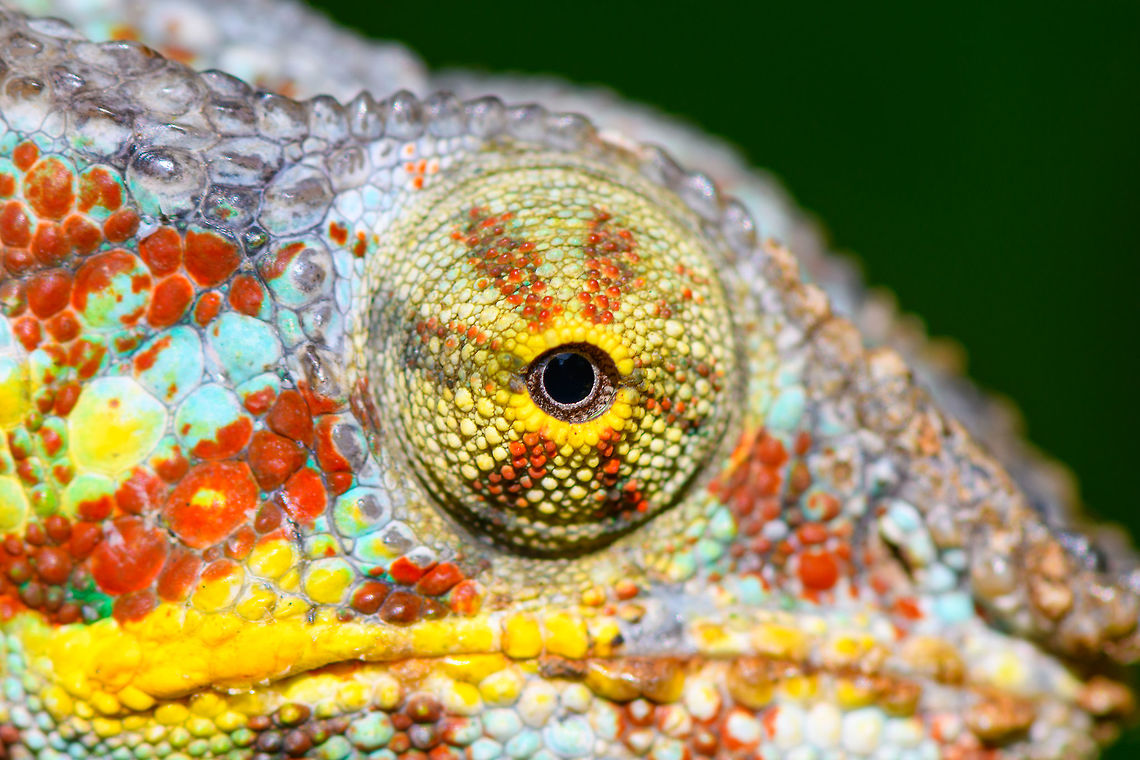 Red Male Panther Chameleon - turret eye, Pyreras Reserve, Madagascar The red color variant of the male Panther Chameleon, which is associated with the region  Maroantsetra and Tamatave. <br />
<figure class="photo"><a href="https://www.jungledragon.com/image/85494/red_male_panther_chameleon_pyreras_reserve_madagascar.html" title="Red Male Panther Chameleon, Pyreras Reserve, Madagascar"><img src="https://s3.amazonaws.com/media.jungledragon.com/images/2/85494_thumb.jpg?AWSAccessKeyId=05GMT0V3GWVNE7GGM1R2&Expires=1759968010&Signature=F1HoV40Xp%2FlAb%2BMZIyhoPCjqJlE%3D" width="200" height="134" alt="Red Male Panther Chameleon, Pyreras Reserve, Madagascar The red color variant of the male Panther Chameleon, which is associated with the region  Maroantsetra and Tamatave. <br />
https://www.jungledragon.com/image/85493/red_male_panther_chameleon_-_turret_eye_pyreras_reserve_madagascar.html<br />
Green male variant:<br />
<br />
https://www.jungledragon.com/image/85484/male_panther_chameleon_pyreras_reserve_madagascar.html<br />
Female:<br />
<br />
https://www.jungledragon.com/image/85490/female_panther_chameleon_pyreras_reserve_madagascar.html Africa,Furcifer pardalis,Geotagged,Madagascar,Madagascar 2019,Panther chameleon,Pyreras Reserve,Winter,World" /></a></figure><br />
Green male variant:<br />
<br />
<figure class="photo"><a href="https://www.jungledragon.com/image/85484/male_panther_chameleon_pyreras_reserve_madagascar.html" title="Male Panther Chameleon, Pyreras Reserve, Madagascar"><img src="https://s3.amazonaws.com/media.jungledragon.com/images/2/85484_thumb.jpg?AWSAccessKeyId=05GMT0V3GWVNE7GGM1R2&Expires=1759968010&Signature=37QqHluIr3yAqX2lGh6uPsxcMNQ%3D" width="124" height="152" alt="Male Panther Chameleon, Pyreras Reserve, Madagascar For this species, the female is more vibrant than the male and about twice as large. It&#039;s interesting how sexual dimorphism is not consistent across chameleon species as the opposite is true for some other species.<br />
<br />
The colors of the males are locale based. This green color is generally associated with the region Ambilobe, Antsiranana, and Sambava.<br />
<br />
This species has remarkable eyes that look like turret guns, with only a pinhole to see through. They can spot an insect as far as 5-10m away, which is extremely far for a reptile.<br />
<br />
Female:<br />
https://www.jungledragon.com/image/85490/female_panther_chameleon_pyreras_reserve_madagascar.html<br />
Red male variant:<br />
<br />
https://www.jungledragon.com/image/85494/red_male_panther_chameleon_pyreras_reserve_madagascar.html Africa,Furcifer pardalis,Geotagged,Madagascar,Madagascar 2019,Panther chameleon,Pyreras Reserve,Winter,World" /></a></figure><br />
Female:<br />
<br />
<figure class="photo"><a href="https://www.jungledragon.com/image/85490/female_panther_chameleon_pyreras_reserve_madagascar.html" title="Female Panther Chameleon, Pyreras Reserve, Madagascar"><img src="https://s3.amazonaws.com/media.jungledragon.com/images/2/85490_thumb.jpg?AWSAccessKeyId=05GMT0V3GWVNE7GGM1R2&Expires=1759968010&Signature=zCh2%2FmRb8Y0SJ4sslKdpASu4VF4%3D" width="200" height="134" alt="Female Panther Chameleon, Pyreras Reserve, Madagascar Although females of this species are described as dull compared to the male, bright orange does not immediately bring to mind the term &quot;dull&quot;. What they probably mean is that female color diversity is less, it ranges from brown to orange whilst males have more radically different primary colors. <br />
https://www.jungledragon.com/image/85489/female_panther_chameleon_-_head_pyreras_reserve_madagascar.html<br />
https://www.jungledragon.com/image/85488/female_panther_chameleon_-_turret_eye_pyreras_reserve_madagascar.html<br />
<br />
https://www.youtube.com/watch?v=wfQodjDmF-Y Africa,Furcifer pardalis,Geotagged,Madagascar,Madagascar 2019,Panther chameleon,Pyreras Reserve,Winter,World" /></a></figure> Africa,Furcifer pardalis,Geotagged,Madagascar,Madagascar 2019,Panther chameleon,Pyreras Reserve,Winter,World