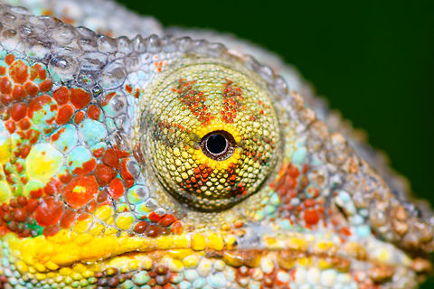 Red Male Panther Chameleon - turret eye, Pyreras Reserve, Madagascar The red color variant of the male Panther Chameleon, which is associated with the region  Maroantsetra and Tamatave. 
https://www.jungledragon.com/image/85494/red_male_panther_chameleon_pyreras_reserve_madagascar.html
Green male variant:
https://www.jungledragon.com/image/85484/male_panther_chameleon_pyreras_reserve_madagascar.html
Female:
https://www.jungledragon.com/image/85490/female_panther_chameleon_pyreras_reserve_madagascar.html Africa,Furcifer pardalis,Geotagged,Madagascar,Madagascar 2019,Panther chameleon,Pyreras Reserve,Winter,World