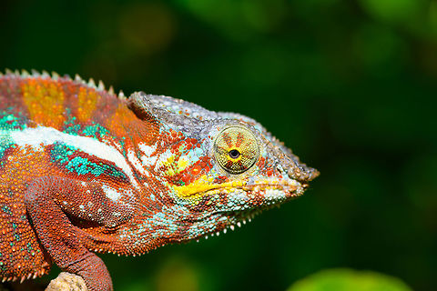 Red Male Panther Chameleon, Pyreras Reserve, Madagascar The red color variant of the male Panther Chameleon, which is associated with the region  Maroantsetra and Tamatave. 
https://www.jungledragon.com/image/85493/red_male_panther_chameleon_-_turret_eye_pyreras_reserve_madagascar.html
Green male variant:

https://www.jungledragon.com/image/85484/male_panther_chameleon_pyreras_reserve_madagascar.html
Female:

https://www.jungledragon.com/image/85490/female_panther_chameleon_pyreras_reserve_madagascar.html Africa,Furcifer pardalis,Geotagged,Madagascar,Madagascar 2019,Panther chameleon,Pyreras Reserve,Winter,World