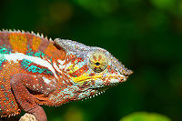 Red Male Panther Chameleon, Pyreras Reserve, Madagascar The red color variant of the male Panther Chameleon, which is associated with the region Maroantsetra and Tamatave. <br />
https://www.jungledragon.com/image/85493/red_male_panther_chameleon_-_turret_eye_pyreras_reserve_madagascar.html<br />
Green male variant:<br />
<br />
https://www.jungledragon.com/image/85484/male_panther_chameleon_pyreras_reserve_madagascar.html<br />
Female:<br />
<br />
https://www.jungledragon.com/image/85490/female_panther_chameleon_pyreras_reserve_madagascar.html Africa,Furcifer pardalis,Geotagged,Madagascar,Madagascar 2019,Panther chameleon,Pyreras Reserve,Winter,World
