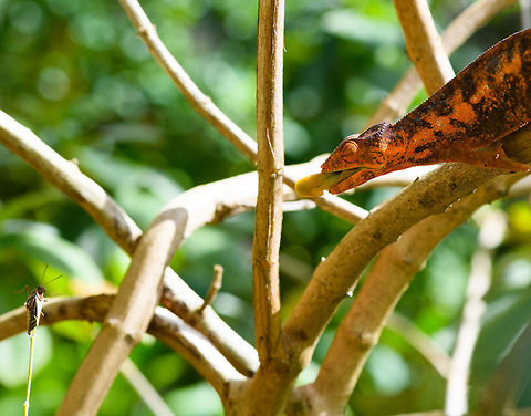 Female Panther Chameleon - tongue launch, Pyreras Reserve, Madagascar A staged feeding event, see the cricket on a stick in the bottom left. Despite knowing what was coming, I still couldn't nail the exact moment where the tongue hit the target. It's over before you know it. This moment shows the first launch of the tongue.  Africa,Furcifer pardalis,Geotagged,Madagascar,Madagascar 2019,Panther chameleon,Pyreras Reserve,Winter,World