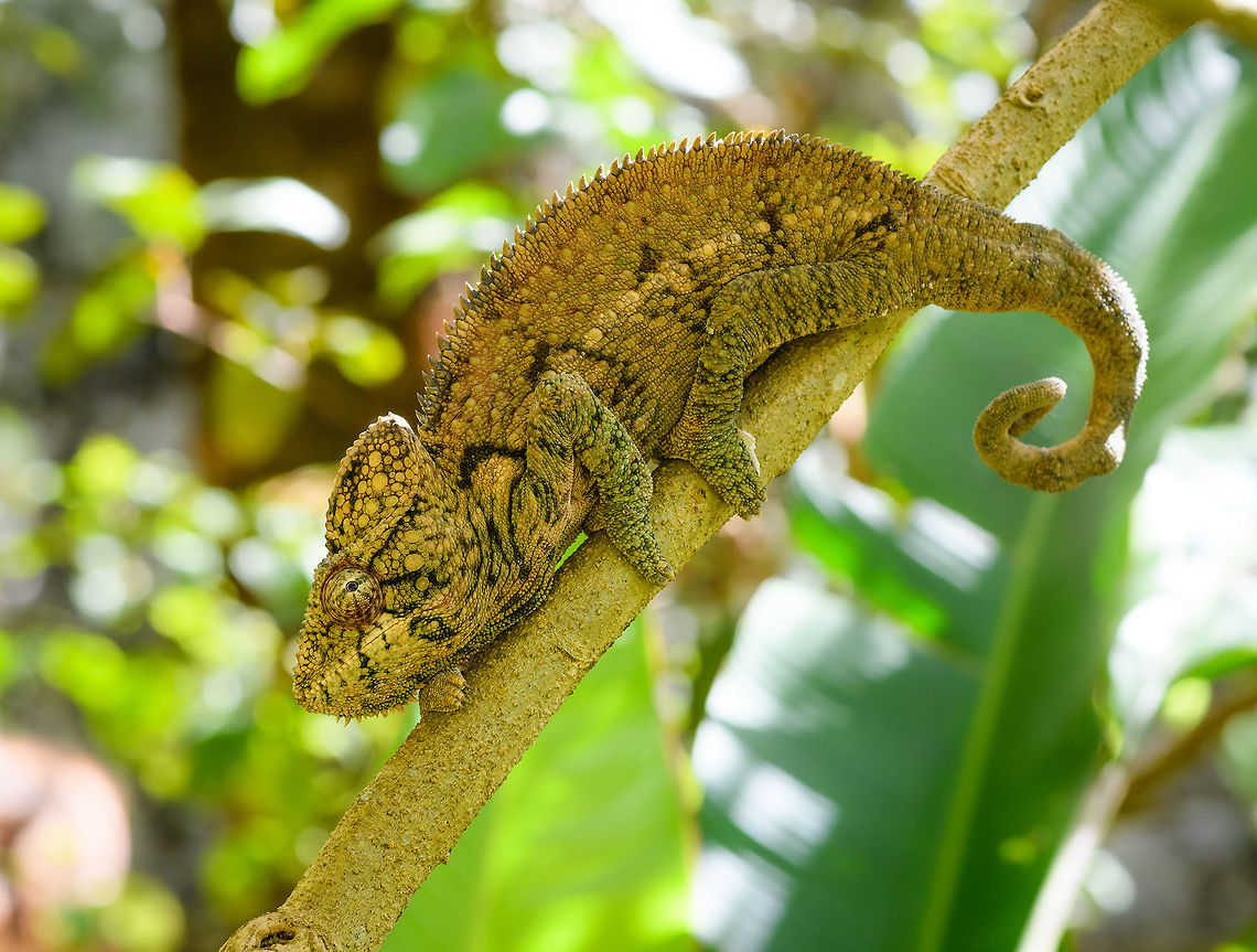 Malagasy Giant Chameleon, Pyreras Reserve, Madagascar The largest of chameleon species by length yet not in weight. This is likely a female. Africa,Furcifer oustaleti,Madagascar,Madagascar 2019,Malagasy Giant Chameleon,Pyreras Reserve,World