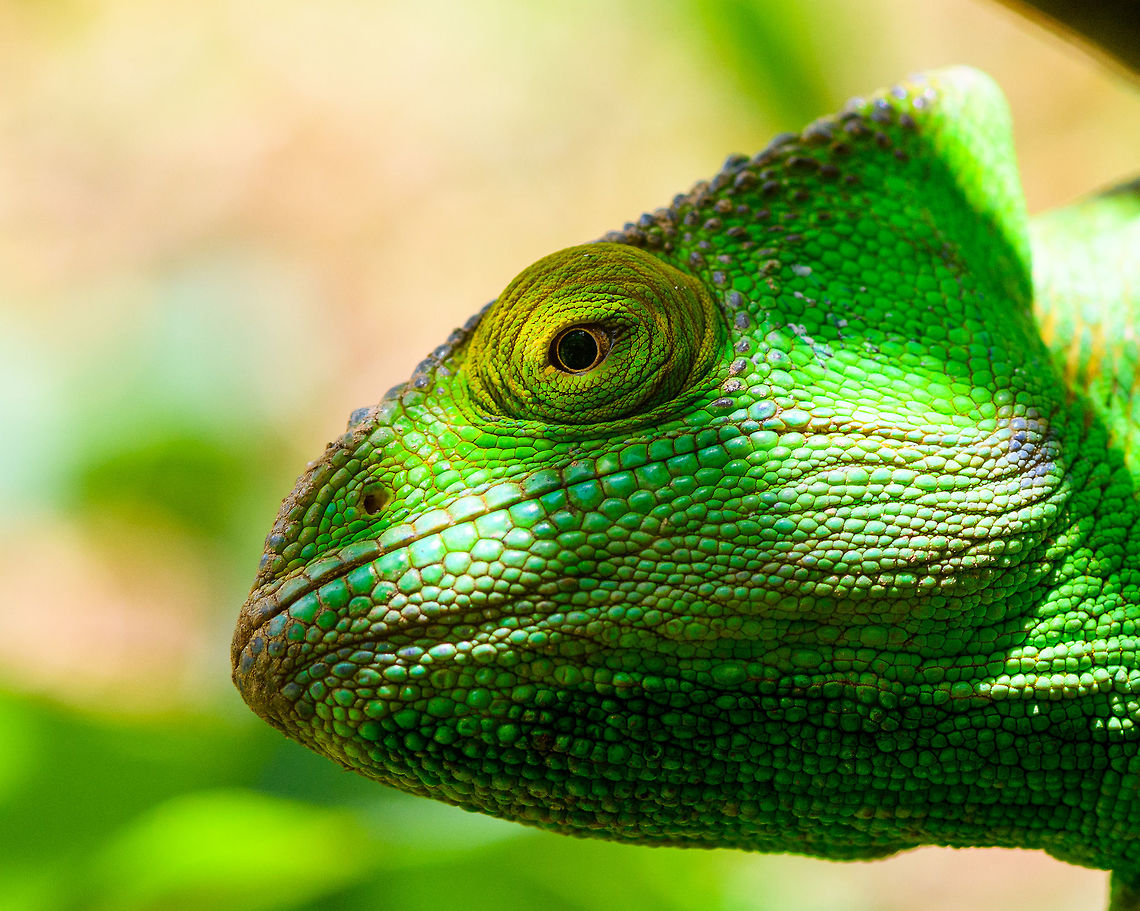 Female Parson's Chameleon, Pyreras Reserve, Madagascar  Africa,Calumma parsonii,Geotagged,Madagascar,Madagascar 2019,Parsons chameleon,Pyreras Reserve,Winter,World