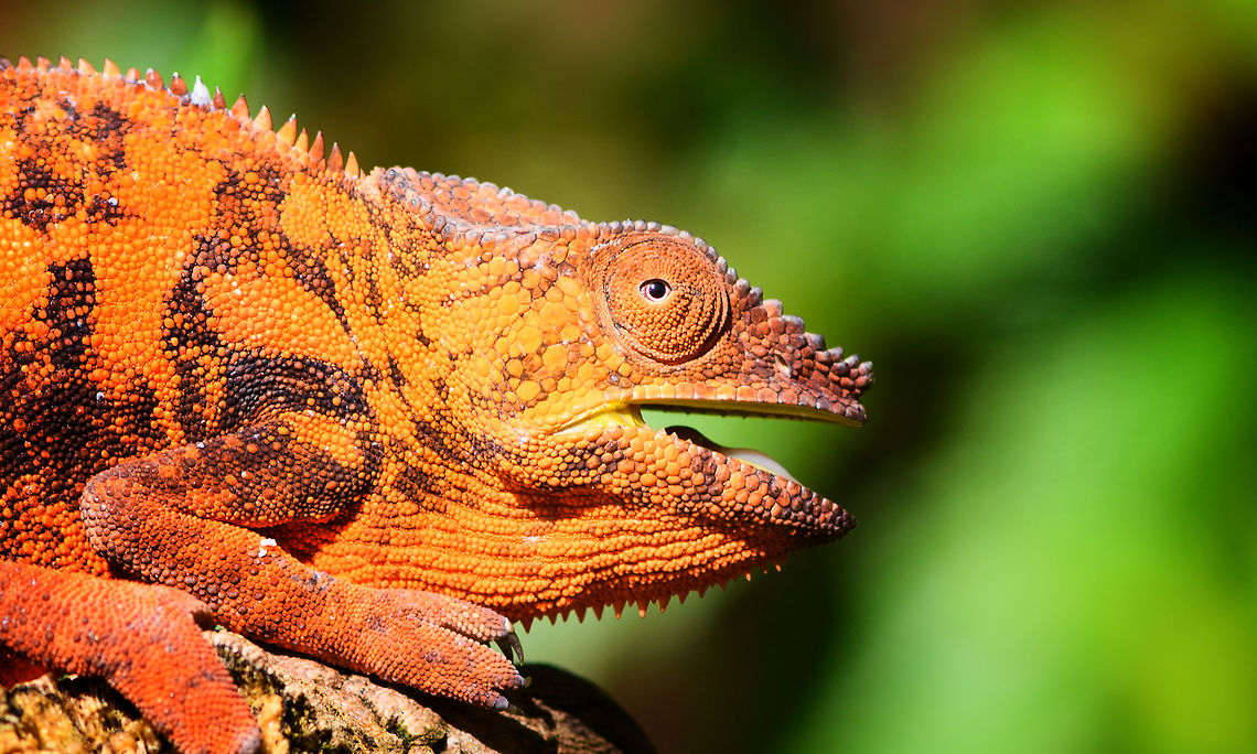 Female Panther Chameleon - sunbathing closeup, Pyreras Reserve, Madagascar <figure class="photo"><a href="https://www.jungledragon.com/image/85529/female_panther_chameleon_-_sunbathing_pyreras_reserve_madagascar.html" title="Female Panther Chameleon - sunbathing, Pyreras Reserve, Madagascar"><img src="https://s3.amazonaws.com/media.jungledragon.com/images/2/85529_thumb.jpg?AWSAccessKeyId=05GMT0V3GWVNE7GGM1R2&Expires=1763596810&Signature=MdknVmc4niyNa0W3s4YPbHWlHvM%3D" width="200" height="134" alt="Female Panther Chameleon - sunbathing, Pyreras Reserve, Madagascar https://www.jungledragon.com/image/85528/female_panther_chameleon_-_sunbathing_closeup_pyreras_reserve_madagascar.html Africa,Furcifer pardalis,Geotagged,Madagascar,Madagascar 2019,Panther chameleon,Pyreras Reserve,Winter,World" /></a></figure> Africa,Furcifer pardalis,Geotagged,Madagascar,Madagascar 2019,Panther chameleon,Pyreras Reserve,Winter,World