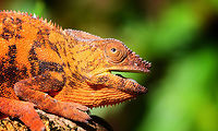 Female Panther Chameleon - sunbathing closeup, Pyreras Reserve, Madagascar https://www.jungledragon.com/image/85529/female_panther_chameleon_-_sunbathing_pyreras_reserve_madagascar.html Africa,Furcifer pardalis,Geotagged,Madagascar,Madagascar 2019,Panther chameleon,Pyreras Reserve,Winter,World