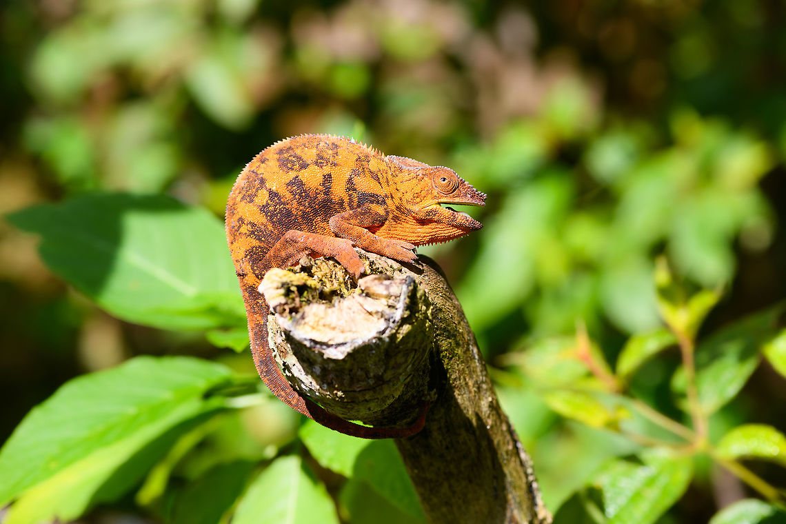 Female Panther Chameleon - sunbathing, Pyreras Reserve, Madagascar <figure class="photo"><a href="https://www.jungledragon.com/image/85528/female_panther_chameleon_-_sunbathing_closeup_pyreras_reserve_madagascar.html" title="Female Panther Chameleon - sunbathing closeup, Pyreras Reserve, Madagascar"><img src="https://s3.amazonaws.com/media.jungledragon.com/images/2/85528_thumb.jpg?AWSAccessKeyId=05GMT0V3GWVNE7GGM1R2&Expires=1759968010&Signature=BQkB4kEm44Cfw3%2FluM9rXykY9Cc%3D" width="200" height="122" alt="Female Panther Chameleon - sunbathing closeup, Pyreras Reserve, Madagascar https://www.jungledragon.com/image/85529/female_panther_chameleon_-_sunbathing_pyreras_reserve_madagascar.html Africa,Furcifer pardalis,Geotagged,Madagascar,Madagascar 2019,Panther chameleon,Pyreras Reserve,Winter,World" /></a></figure> Africa,Furcifer pardalis,Geotagged,Madagascar,Madagascar 2019,Panther chameleon,Pyreras Reserve,Winter,World