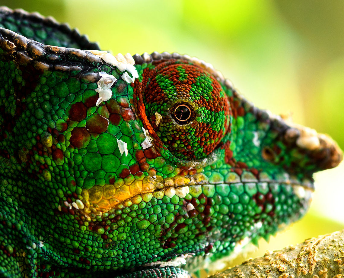 Male Panther Chameleon - closeup 2, Pyreras Reserve, Madagascar The shed skin reveals a mid-life crisis. It is probably plotting to buy a boat.<br />
<figure class="photo"><a href="https://www.jungledragon.com/image/85531/male_panther_chameleon_-_closeup_pyreras_reserve_madagascar.html" title="Male Panther Chameleon - closeup, Pyreras Reserve, Madagascar"><img src="https://s3.amazonaws.com/media.jungledragon.com/images/2/85531_thumb.jpg?AWSAccessKeyId=05GMT0V3GWVNE7GGM1R2&Expires=1769040010&Signature=n7pVPe2vq7M1QLnv35HdswWnRaU%3D" width="200" height="134" alt="Male Panther Chameleon - closeup, Pyreras Reserve, Madagascar The shed skin reveals a mid-life crisis. It is probably plotting to buy a boat.<br />
https://www.jungledragon.com/image/85530/male_panther_chameleon_-_closeup_2_pyreras_reserve_madagascar.html Africa,Furcifer pardalis,Geotagged,Madagascar,Madagascar 2019,Panther chameleon,Pyreras Reserve,Winter,World" /></a></figure> Africa,Furcifer pardalis,Geotagged,Madagascar,Madagascar 2019,Panther chameleon,Pyreras Reserve,Winter,World