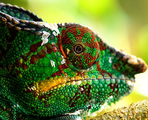 Male Panther Chameleon - closeup 2, Pyreras Reserve, Madagascar The shed skin reveals a mid-life crisis. It is probably plotting to buy a boat.
https://www.jungledragon.com/image/85531/male_panther_chameleon_-_closeup_pyreras_reserve_madagascar.html Africa,Furcifer pardalis,Geotagged,Madagascar,Madagascar 2019,Panther chameleon,Pyreras Reserve,Winter,World