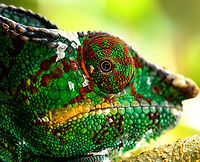 Male Panther Chameleon - closeup 2, Pyreras Reserve, Madagascar The shed skin reveals a mid-life crisis. It is probably plotting to buy a boat.<br />
https://www.jungledragon.com/image/85531/male_panther_chameleon_-_closeup_pyreras_reserve_madagascar.html Africa,Furcifer pardalis,Geotagged,Madagascar,Madagascar 2019,Panther chameleon,Pyreras Reserve,Winter,World