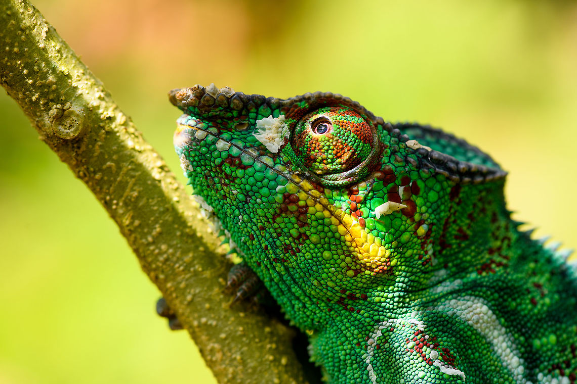 Male Panther Chameleon - closeup, Pyreras Reserve, Madagascar The shed skin reveals a mid-life crisis. It is probably plotting to buy a boat.<br />
<figure class="photo"><a href="https://www.jungledragon.com/image/85530/male_panther_chameleon_-_closeup_2_pyreras_reserve_madagascar.html" title="Male Panther Chameleon - closeup 2, Pyreras Reserve, Madagascar"><img src="https://s3.amazonaws.com/media.jungledragon.com/images/2/85530_thumb.jpg?AWSAccessKeyId=05GMT0V3GWVNE7GGM1R2&Expires=1759968010&Signature=IqvuGJGKzXJviUx96pnE6ID3PXk%3D" width="200" height="162" alt="Male Panther Chameleon - closeup 2, Pyreras Reserve, Madagascar The shed skin reveals a mid-life crisis. It is probably plotting to buy a boat.<br />
https://www.jungledragon.com/image/85531/male_panther_chameleon_-_closeup_pyreras_reserve_madagascar.html Africa,Furcifer pardalis,Geotagged,Madagascar,Madagascar 2019,Panther chameleon,Pyreras Reserve,Winter,World" /></a></figure> Africa,Furcifer pardalis,Geotagged,Madagascar,Madagascar 2019,Panther chameleon,Pyreras Reserve,Winter,World