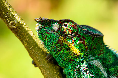 Male Panther Chameleon - closeup, Pyreras Reserve, Madagascar The shed skin reveals a mid-life crisis. It is probably plotting to buy a boat.
https://www.jungledragon.com/image/85530/male_panther_chameleon_-_closeup_2_pyreras_reserve_madagascar.html Africa,Furcifer pardalis,Geotagged,Madagascar,Madagascar 2019,Panther chameleon,Pyreras Reserve,Winter,World
