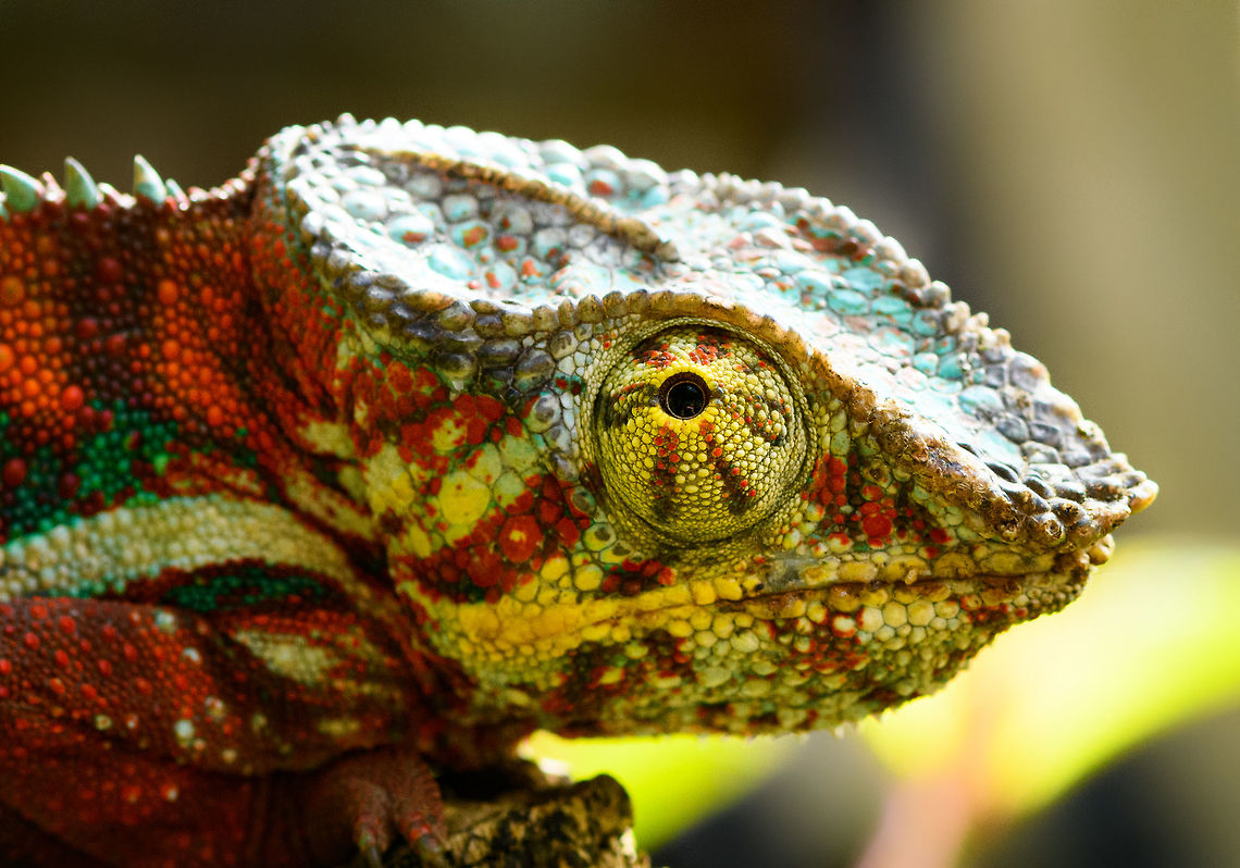 Red Male Panther Chameleon - closeup, Pyreras Reserve, Madagascar  Africa,Furcifer pardalis,Geotagged,Madagascar,Madagascar 2019,Panther chameleon,Pyreras Reserve,Winter,World