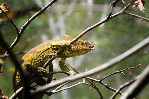 Male Parsons chameleon, Pyreras Reserve, Madagascar  Africa,Calumma parsonii,Madagascar,Madagascar 2019,Parsons chameleon,Pyreras Reserve,World