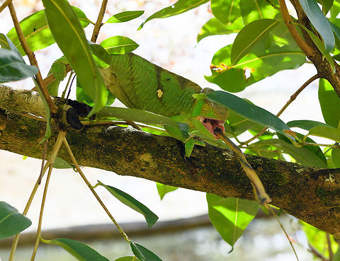 Female Parson's Chameleon - tongue launch, Pyreras Reserve, Madagascar Staged feeding of a cricket on a stick, kept at some distance.  Africa,Calumma parsonii,Geotagged,Madagascar,Madagascar 2019,Parsons chameleon,Pyreras Reserve,Winter,World