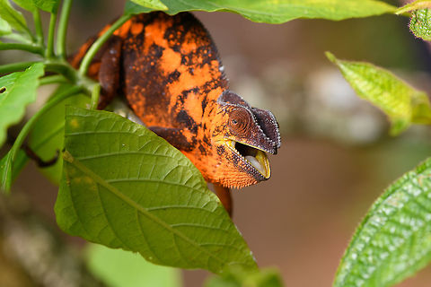 Female Panther Chameleon - post meal, Pyreras Reserve, Madagascar  Africa,Furcifer pardalis,Geotagged,Madagascar,Madagascar 2019,Panther chameleon,Pyreras Reserve,Winter,World