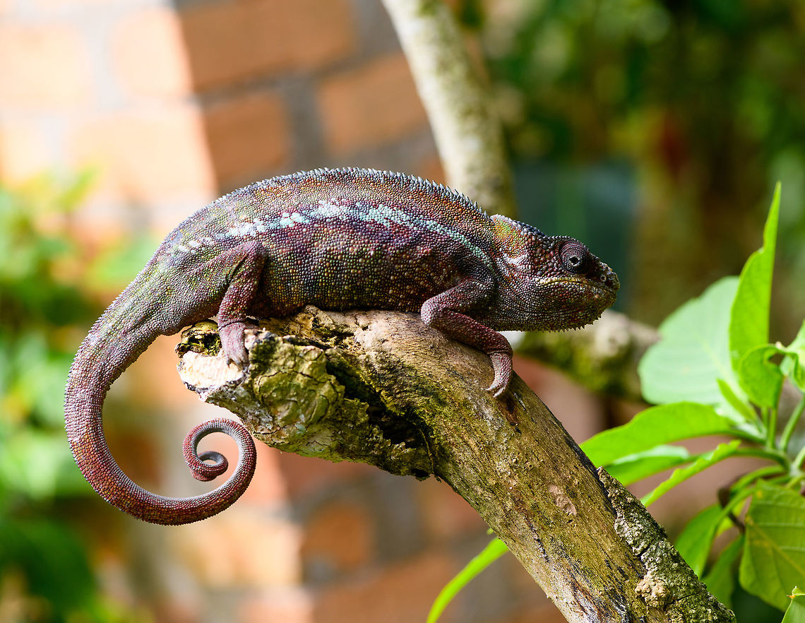 Male Panther Chameleon - juvenile, Pyreras Reserve, Madagascar Juvenile male.<br />
<figure class="photo"><a href="https://www.jungledragon.com/image/85538/male_panther_chameleon_-_juvenile_tail_pyreras_reserve_madagascar.html" title="Male Panther Chameleon - juvenile tail, Pyreras Reserve, Madagascar"><img src="https://s3.amazonaws.com/media.jungledragon.com/images/2/85538_thumb.jpg?AWSAccessKeyId=05GMT0V3GWVNE7GGM1R2&Expires=1759968010&Signature=qBNlKlvJU789yUx4wKckBTG1TWE%3D" width="200" height="134" alt="Male Panther Chameleon - juvenile tail, Pyreras Reserve, Madagascar Juvenile male.<br />
https://www.jungledragon.com/image/85537/male_panther_chameleon_-_juvenile_pyreras_reserve_madagascar.html Africa,Furcifer pardalis,Geotagged,Madagascar,Madagascar 2019,Panther chameleon,Pyreras Reserve,Winter,World" /></a></figure> Africa,Furcifer pardalis,Geotagged,Madagascar,Madagascar 2019,Panther chameleon,Pyreras Reserve,Winter,World