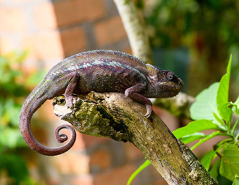 Male Panther Chameleon - juvenile, Pyreras Reserve, Madagascar Juvenile male.
https://www.jungledragon.com/image/85538/male_panther_chameleon_-_juvenile_tail_pyreras_reserve_madagascar.html Africa,Furcifer pardalis,Geotagged,Madagascar,Madagascar 2019,Panther chameleon,Pyreras Reserve,Winter,World