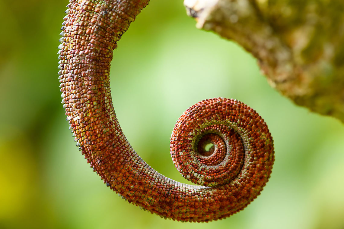 Male Panther Chameleon - juvenile tail, Pyreras Reserve, Madagascar Juvenile male.<br />
<figure class="photo"><a href="https://www.jungledragon.com/image/85537/male_panther_chameleon_-_juvenile_pyreras_reserve_madagascar.html" title="Male Panther Chameleon - juvenile, Pyreras Reserve, Madagascar"><img src="https://s3.amazonaws.com/media.jungledragon.com/images/2/85537_thumb.jpg?AWSAccessKeyId=05GMT0V3GWVNE7GGM1R2&Expires=1769040010&Signature=LETQ1r5pdDx7iMJt7udAAw6LFiA%3D" width="200" height="156" alt="Male Panther Chameleon - juvenile, Pyreras Reserve, Madagascar Juvenile male.<br />
https://www.jungledragon.com/image/85538/male_panther_chameleon_-_juvenile_tail_pyreras_reserve_madagascar.html Africa,Furcifer pardalis,Geotagged,Madagascar,Madagascar 2019,Panther chameleon,Pyreras Reserve,Winter,World" /></a></figure> Africa,Furcifer pardalis,Geotagged,Madagascar,Madagascar 2019,Panther chameleon,Pyreras Reserve,Winter,World