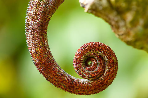 Male Panther Chameleon - juvenile tail, Pyreras Reserve, Madagascar Juvenile male.
https://www.jungledragon.com/image/85537/male_panther_chameleon_-_juvenile_pyreras_reserve_madagascar.html Africa,Furcifer pardalis,Geotagged,Madagascar,Madagascar 2019,Panther chameleon,Pyreras Reserve,Winter,World