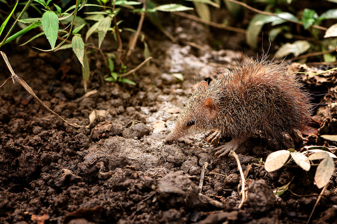 Tailless tenrec - side view, Pyreras Reserve, Madagascar Another Madagascar-only category: Tenrecs. Tenrecs visually somewhat resemble a hedgehog yet are not closely related. All 31 Tenrec species are believed to descend from a single ancestor that rafted from mainland Africa to Madagascar some 29-37 millions of years ago. <br />
<br />
Some unique characteristics of Tenrecs:<br />
- Low body temperature for a mammal, so no scrotum needed to cool sperm<br />
- The anus and urogenital tracts share a single opening, very unusual for a mammal<br />
- They can&#039;t see much yet compensate with other keen senses, especially their whiskers are sensitive<br />
- Female carry as many as 32 young and have 29 teats, more than any other mammal<br />
- They can hibernate uninterrupted for 9 months, longer than any other tropical mammal<br />
<br />
Diversity within the Tenrec group is enormous. This particular one, the Tailless tenrec, does have a tail yet it is very short. It is the largest of Tenrec species and very spikey, even the face is covered with sharp spikes.<br />
<br />
<figure class="photo"><a href="https://www.jungledragon.com/image/85544/tailless_tenrec_pyreras_reserve_madagascar.html" title="Tailless tenrec, Pyreras Reserve, Madagascar"><img src="https://s3.amazonaws.com/media.jungledragon.com/images/2/85544_thumb.jpg?AWSAccessKeyId=05GMT0V3GWVNE7GGM1R2&Expires=1767225610&Signature=%2FoowqcRhzfZb6JeCuvv9wzSKD14%3D" width="200" height="134" alt="Tailless tenrec, Pyreras Reserve, Madagascar Another Madagascar-only category: Tenrecs. Tenrecs visually somewhat resemble a hedgehog yet are not closely related. All 31 Tenrec species are believed to descend from a single ancestor that rafted from mainland Africa to Madagascar some 29-37 millions of years ago. <br />
<br />
Some unique characteristics of Tenrecs:<br />
- Low body temperature for a mammal, so no scrotum needed to cool sperm<br />
- The anus and urogenital tracts share a single opening, very unusual for a mammal<br />
- They can&#039;t see much yet compensate with other keen senses, especially their whiskers are sensitive<br />
- Female carry as many as 32 young and have 29 teats, more than any other mammal<br />
- They can hibernate uninterrupted for 9 months, longer than any other tropical mammal<br />
<br />
Diversity within the Tenrec group is enormous. This particular one, the Tailless tenrec, does have a tail yet it is very short. It is the largest of Tenrec species and very spikey, even the face is covered with sharp spikes.<br />
<br />
https://www.jungledragon.com/image/85542/tailless_tenrec_-_side_view_pyreras_reserve_madagascar.html<br />
https://www.jungledragon.com/image/85543/tailless_tenrec_-_portrait_pyreras_reserve_madagascar.html Africa,Geotagged,Madagascar,Madagascar 2019,Pyreras Reserve,Tailless tenrec,Tenrec ecaudatus,Winter,World" /></a></figure><br />
<figure class="photo"><a href="https://www.jungledragon.com/image/85543/tailless_tenrec_-_portrait_pyreras_reserve_madagascar.html" title="Tailless tenrec - portrait, Pyreras Reserve, Madagascar"><img src="https://s3.amazonaws.com/media.jungledragon.com/images/2/85543_thumb.jpg?AWSAccessKeyId=05GMT0V3GWVNE7GGM1R2&Expires=1767225610&Signature=oTtz1fZbpRBTEQ58%2FSY74q0%2FlBE%3D" width="142" height="152" alt="Tailless tenrec - portrait, Pyreras Reserve, Madagascar Another Madagascar-only category: Tenrecs. Tenrecs visually somewhat resemble a hedgehog yet are not closely related. All 31 Tenrec species are believed to descend from a single ancestor that rafted from mainland Africa to Madagascar some 29-37 millions of years ago. <br />
<br />
Some unique characteristics of Tenrecs:<br />
- Low body temperature for a mammal, so no scrotum needed to cool sperm<br />
- The anus and urogenital tracts share a single opening, very unusual for a mammal<br />
- They can&#039;t see much yet compensate with other keen senses, especially their whiskers are sensitive<br />
- Female carry as many as 32 young and have 29 teats, more than any other mammal<br />
- They can hibernate uninterrupted for 9 months, longer than any other tropical mammal<br />
<br />
Diversity within the Tenrec group is enormous. This particular one, the Tailless tenrec, does have a tail yet it is very short. It is the largest of Tenrec species and very spikey, even the face is covered with sharp spikes.<br />
<br />
https://www.jungledragon.com/image/85542/tailless_tenrec_-_side_view_pyreras_reserve_madagascar.html<br />
https://www.jungledragon.com/image/85544/tailless_tenrec_pyreras_reserve_madagascar.html Africa,Geotagged,Madagascar,Madagascar 2019,Pyreras Reserve,Tailless tenrec,Tenrec ecaudatus,Winter,World" /></a></figure> Africa,Geotagged,Madagascar,Madagascar 2019,Pyreras Reserve,Tailless tenrec,Tenrec ecaudatus,Winter,World
