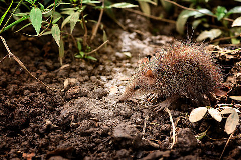 Tailless tenrec - side view, Pyreras Reserve, Madagascar Another Madagascar-only category: Tenrecs. Tenrecs visually somewhat resemble a hedgehog yet are not closely related. All 31 Tenrec species are believed to descend from a single ancestor that rafted from mainland Africa to Madagascar some 29-37 millions of years ago. 

Some unique characteristics of Tenrecs:
- Low body temperature for a mammal, so no scrotum needed to cool sperm
- The anus and urogenital tracts share a single opening, very unusual for a mammal
- They can't see much yet compensate with other keen senses, especially their whiskers are sensitive
- Female carry as many as 32 young and have 29 teats, more than any other mammal
- They can hibernate uninterrupted for 9 months, longer than any other tropical mammal

Diversity within the Tenrec group is enormous. This particular one, the Tailless tenrec, does have a tail yet it is very short. It is the largest of Tenrec species and very spikey, even the face is covered with sharp spikes.

https://www.jungledragon.com/image/85544/tailless_tenrec_pyreras_reserve_madagascar.html
https://www.jungledragon.com/image/85543/tailless_tenrec_-_portrait_pyreras_reserve_madagascar.html Africa,Geotagged,Madagascar,Madagascar 2019,Pyreras Reserve,Tailless tenrec,Tenrec ecaudatus,Winter,World