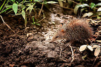 Tailless tenrec - side view, Pyreras Reserve, Madagascar Another Madagascar-only category: Tenrecs. Tenrecs visually somewhat resemble a hedgehog yet are not closely related. All 31 Tenrec species are believed to descend from a single ancestor that rafted from mainland Africa to Madagascar some 29-37 millions of years ago. <br />
<br />
Some unique characteristics of Tenrecs:<br />
- Low body temperature for a mammal, so no scrotum needed to cool sperm<br />
- The anus and urogenital tracts share a single opening, very unusual for a mammal<br />
- They can't see much yet compensate with other keen senses, especially their whiskers are sensitive<br />
- Female carry as many as 32 young and have 29 teats, more than any other mammal<br />
- They can hibernate uninterrupted for 9 months, longer than any other tropical mammal<br />
<br />
Diversity within the Tenrec group is enormous. This particular one, the Tailless tenrec, does have a tail yet it is very short. It is the largest of Tenrec species and very spikey, even the face is covered with sharp spikes.<br />
<br />
https://www.jungledragon.com/image/85544/tailless_tenrec_pyreras_reserve_madagascar.html<br />
https://www.jungledragon.com/image/85543/tailless_tenrec_-_portrait_pyreras_reserve_madagascar.html Africa,Geotagged,Madagascar,Madagascar 2019,Pyreras Reserve,Tailless tenrec,Tenrec ecaudatus,Winter,World
