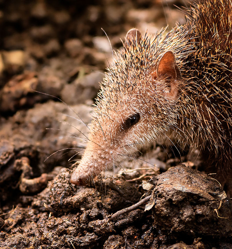 Tailless tenrec - portrait, Pyreras Reserve, Madagascar Another Madagascar-only category: Tenrecs. Tenrecs visually somewhat resemble a hedgehog yet are not closely related. All 31 Tenrec species are believed to descend from a single ancestor that rafted from mainland Africa to Madagascar some 29-37 millions of years ago. <br />
<br />
Some unique characteristics of Tenrecs:<br />
- Low body temperature for a mammal, so no scrotum needed to cool sperm<br />
- The anus and urogenital tracts share a single opening, very unusual for a mammal<br />
- They can't see much yet compensate with other keen senses, especially their whiskers are sensitive<br />
- Female carry as many as 32 young and have 29 teats, more than any other mammal<br />
- They can hibernate uninterrupted for 9 months, longer than any other tropical mammal<br />
<br />
Diversity within the Tenrec group is enormous. This particular one, the Tailless tenrec, does have a tail yet it is very short. It is the largest of Tenrec species and very spikey, even the face is covered with sharp spikes.<br />
<br />
<figure class="photo"><a href="https://www.jungledragon.com/image/85542/tailless_tenrec_-_side_view_pyreras_reserve_madagascar.html" title="Tailless tenrec - side view, Pyreras Reserve, Madagascar"><img src="https://s3.amazonaws.com/media.jungledragon.com/images/2/85542_thumb.jpg?AWSAccessKeyId=05GMT0V3GWVNE7GGM1R2&Expires=1770854410&Signature=wFu9Ty75s%2B08%2BJHZ2Lwr7k0vqOc%3D" width="200" height="134" alt="Tailless tenrec - side view, Pyreras Reserve, Madagascar Another Madagascar-only category: Tenrecs. Tenrecs visually somewhat resemble a hedgehog yet are not closely related. All 31 Tenrec species are believed to descend from a single ancestor that rafted from mainland Africa to Madagascar some 29-37 millions of years ago. <br />
<br />
Some unique characteristics of Tenrecs:<br />
- Low body temperature for a mammal, so no scrotum needed to cool sperm<br />
- The anus and urogenital tracts share a single opening, very unusual for a mammal<br />
- They can't see much yet compensate with other keen senses, especially their whiskers are sensitive<br />
- Female carry as many as 32 young and have 29 teats, more than any other mammal<br />
- They can hibernate uninterrupted for 9 months, longer than any other tropical mammal<br />
<br />
Diversity within the Tenrec group is enormous. This particular one, the Tailless tenrec, does have a tail yet it is very short. It is the largest of Tenrec species and very spikey, even the face is covered with sharp spikes.<br />
<br />
https://www.jungledragon.com/image/85544/tailless_tenrec_pyreras_reserve_madagascar.html<br />
https://www.jungledragon.com/image/85543/tailless_tenrec_-_portrait_pyreras_reserve_madagascar.html Africa,Geotagged,Madagascar,Madagascar 2019,Pyreras Reserve,Tailless tenrec,Tenrec ecaudatus,Winter,World" /></a></figure><br />
<figure class="photo"><a href="https://www.jungledragon.com/image/85544/tailless_tenrec_pyreras_reserve_madagascar.html" title="Tailless tenrec, Pyreras Reserve, Madagascar"><img src="https://s3.amazonaws.com/media.jungledragon.com/images/2/85544_thumb.jpg?AWSAccessKeyId=05GMT0V3GWVNE7GGM1R2&Expires=1770854410&Signature=tbqrc5Y1BhFjpLV5%2BjNEtDE%2Bt%2FM%3D" width="200" height="134" alt="Tailless tenrec, Pyreras Reserve, Madagascar Another Madagascar-only category: Tenrecs. Tenrecs visually somewhat resemble a hedgehog yet are not closely related. All 31 Tenrec species are believed to descend from a single ancestor that rafted from mainland Africa to Madagascar some 29-37 millions of years ago. <br />
<br />
Some unique characteristics of Tenrecs:<br />
- Low body temperature for a mammal, so no scrotum needed to cool sperm<br />
- The anus and urogenital tracts share a single opening, very unusual for a mammal<br />
- They can't see much yet compensate with other keen senses, especially their whiskers are sensitive<br />
- Female carry as many as 32 young and have 29 teats, more than any other mammal<br />
- They can hibernate uninterrupted for 9 months, longer than any other tropical mammal<br />
<br />
Diversity within the Tenrec group is enormous. This particular one, the Tailless tenrec, does have a tail yet it is very short. It is the largest of Tenrec species and very spikey, even the face is covered with sharp spikes.<br />
<br />
https://www.jungledragon.com/image/85542/tailless_tenrec_-_side_view_pyreras_reserve_madagascar.html<br />
https://www.jungledragon.com/image/85543/tailless_tenrec_-_portrait_pyreras_reserve_madagascar.html Africa,Geotagged,Madagascar,Madagascar 2019,Pyreras Reserve,Tailless tenrec,Tenrec ecaudatus,Winter,World" /></a></figure> Africa,Geotagged,Madagascar,Madagascar 2019,Pyreras Reserve,Tailless tenrec,Tenrec ecaudatus,Winter,World