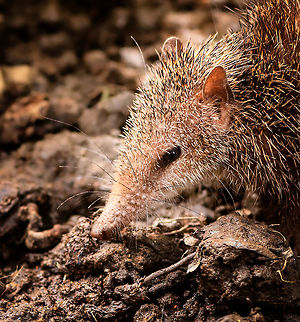 Tailless tenrec - portrait, Pyreras Reserve, Madagascar Another Madagascar-only category: Tenrecs. Tenrecs visually somewhat resemble a hedgehog yet are not closely related. All 31 Tenrec species are believed to descend from a single ancestor that rafted from mainland Africa to Madagascar some 29-37 millions of years ago. 

Some unique characteristics of Tenrecs:
- Low body temperature for a mammal, so no scrotum needed to cool sperm
- The anus and urogenital tracts share a single opening, very unusual for a mammal
- They can't see much yet compensate with other keen senses, especially their whiskers are sensitive
- Female carry as many as 32 young and have 29 teats, more than any other mammal
- They can hibernate uninterrupted for 9 months, longer than any other tropical mammal

Diversity within the Tenrec group is enormous. This particular one, the Tailless tenrec, does have a tail yet it is very short. It is the largest of Tenrec species and very spikey, even the face is covered with sharp spikes.

https://www.jungledragon.com/image/85542/tailless_tenrec_-_side_view_pyreras_reserve_madagascar.html
https://www.jungledragon.com/image/85544/tailless_tenrec_pyreras_reserve_madagascar.html Africa,Geotagged,Madagascar,Madagascar 2019,Pyreras Reserve,Tailless tenrec,Tenrec ecaudatus,Winter,World