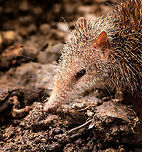 Tailless tenrec - portrait, Pyreras Reserve, Madagascar Another Madagascar-only category: Tenrecs. Tenrecs visually somewhat resemble a hedgehog yet are not closely related. All 31 Tenrec species are believed to descend from a single ancestor that rafted from mainland Africa to Madagascar some 29-37 millions of years ago. <br />
<br />
Some unique characteristics of Tenrecs:<br />
- Low body temperature for a mammal, so no scrotum needed to cool sperm<br />
- The anus and urogenital tracts share a single opening, very unusual for a mammal<br />
- They can't see much yet compensate with other keen senses, especially their whiskers are sensitive<br />
- Female carry as many as 32 young and have 29 teats, more than any other mammal<br />
- They can hibernate uninterrupted for 9 months, longer than any other tropical mammal<br />
<br />
Diversity within the Tenrec group is enormous. This particular one, the Tailless tenrec, does have a tail yet it is very short. It is the largest of Tenrec species and very spikey, even the face is covered with sharp spikes.<br />
<br />
https://www.jungledragon.com/image/85542/tailless_tenrec_-_side_view_pyreras_reserve_madagascar.html<br />
https://www.jungledragon.com/image/85544/tailless_tenrec_pyreras_reserve_madagascar.html Africa,Geotagged,Madagascar,Madagascar 2019,Pyreras Reserve,Tailless tenrec,Tenrec ecaudatus,Winter,World