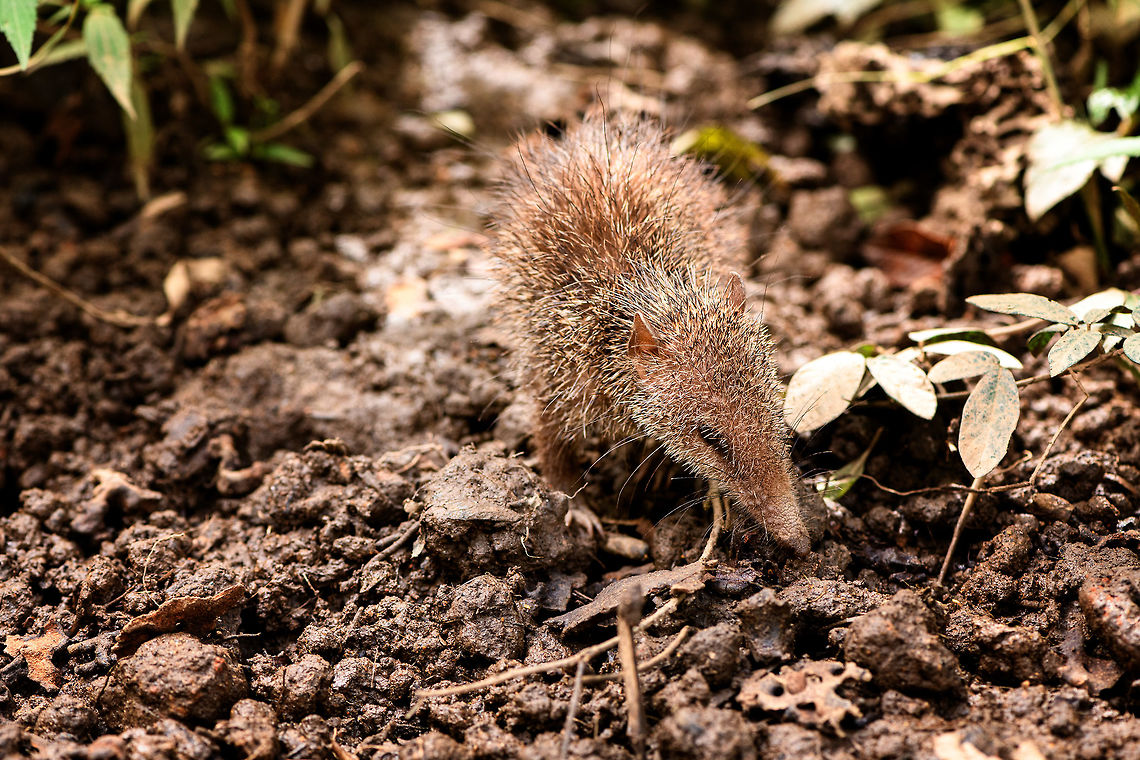 Tailless tenrec, Pyreras Reserve, Madagascar Another Madagascar-only category: Tenrecs. Tenrecs visually somewhat resemble a hedgehog yet are not closely related. All 31 Tenrec species are believed to descend from a single ancestor that rafted from mainland Africa to Madagascar some 29-37 millions of years ago. <br />
<br />
Some unique characteristics of Tenrecs:<br />
- Low body temperature for a mammal, so no scrotum needed to cool sperm<br />
- The anus and urogenital tracts share a single opening, very unusual for a mammal<br />
- They can't see much yet compensate with other keen senses, especially their whiskers are sensitive<br />
- Female carry as many as 32 young and have 29 teats, more than any other mammal<br />
- They can hibernate uninterrupted for 9 months, longer than any other tropical mammal<br />
<br />
Diversity within the Tenrec group is enormous. This particular one, the Tailless tenrec, does have a tail yet it is very short. It is the largest of Tenrec species and very spikey, even the face is covered with sharp spikes.<br />
<br />
<figure class="photo"><a href="https://www.jungledragon.com/image/85542/tailless_tenrec_-_side_view_pyreras_reserve_madagascar.html" title="Tailless tenrec - side view, Pyreras Reserve, Madagascar"><img src="https://s3.amazonaws.com/media.jungledragon.com/images/2/85542_thumb.jpg?AWSAccessKeyId=05GMT0V3GWVNE7GGM1R2&Expires=1759968010&Signature=crEqHXgTY0phJLVKo1YSn%2B1X5Fg%3D" width="200" height="134" alt="Tailless tenrec - side view, Pyreras Reserve, Madagascar Another Madagascar-only category: Tenrecs. Tenrecs visually somewhat resemble a hedgehog yet are not closely related. All 31 Tenrec species are believed to descend from a single ancestor that rafted from mainland Africa to Madagascar some 29-37 millions of years ago. <br />
<br />
Some unique characteristics of Tenrecs:<br />
- Low body temperature for a mammal, so no scrotum needed to cool sperm<br />
- The anus and urogenital tracts share a single opening, very unusual for a mammal<br />
- They can't see much yet compensate with other keen senses, especially their whiskers are sensitive<br />
- Female carry as many as 32 young and have 29 teats, more than any other mammal<br />
- They can hibernate uninterrupted for 9 months, longer than any other tropical mammal<br />
<br />
Diversity within the Tenrec group is enormous. This particular one, the Tailless tenrec, does have a tail yet it is very short. It is the largest of Tenrec species and very spikey, even the face is covered with sharp spikes.<br />
<br />
https://www.jungledragon.com/image/85544/tailless_tenrec_pyreras_reserve_madagascar.html<br />
https://www.jungledragon.com/image/85543/tailless_tenrec_-_portrait_pyreras_reserve_madagascar.html Africa,Geotagged,Madagascar,Madagascar 2019,Pyreras Reserve,Tailless tenrec,Tenrec ecaudatus,Winter,World" /></a></figure><br />
<figure class="photo"><a href="https://www.jungledragon.com/image/85543/tailless_tenrec_-_portrait_pyreras_reserve_madagascar.html" title="Tailless tenrec - portrait, Pyreras Reserve, Madagascar"><img src="https://s3.amazonaws.com/media.jungledragon.com/images/2/85543_thumb.jpg?AWSAccessKeyId=05GMT0V3GWVNE7GGM1R2&Expires=1759968010&Signature=7wReAm0VxuzbsNVUVkWqiVid8ec%3D" width="142" height="152" alt="Tailless tenrec - portrait, Pyreras Reserve, Madagascar Another Madagascar-only category: Tenrecs. Tenrecs visually somewhat resemble a hedgehog yet are not closely related. All 31 Tenrec species are believed to descend from a single ancestor that rafted from mainland Africa to Madagascar some 29-37 millions of years ago. <br />
<br />
Some unique characteristics of Tenrecs:<br />
- Low body temperature for a mammal, so no scrotum needed to cool sperm<br />
- The anus and urogenital tracts share a single opening, very unusual for a mammal<br />
- They can't see much yet compensate with other keen senses, especially their whiskers are sensitive<br />
- Female carry as many as 32 young and have 29 teats, more than any other mammal<br />
- They can hibernate uninterrupted for 9 months, longer than any other tropical mammal<br />
<br />
Diversity within the Tenrec group is enormous. This particular one, the Tailless tenrec, does have a tail yet it is very short. It is the largest of Tenrec species and very spikey, even the face is covered with sharp spikes.<br />
<br />
https://www.jungledragon.com/image/85542/tailless_tenrec_-_side_view_pyreras_reserve_madagascar.html<br />
https://www.jungledragon.com/image/85544/tailless_tenrec_pyreras_reserve_madagascar.html Africa,Geotagged,Madagascar,Madagascar 2019,Pyreras Reserve,Tailless tenrec,Tenrec ecaudatus,Winter,World" /></a></figure> Africa,Geotagged,Madagascar,Madagascar 2019,Pyreras Reserve,Tailless tenrec,Tenrec ecaudatus,Winter,World