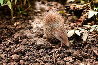 Tailless tenrec, Pyreras Reserve, Madagascar Another Madagascar-only category: Tenrecs. Tenrecs visually somewhat resemble a hedgehog yet are not closely related. All 31 Tenrec species are believed to descend from a single ancestor that rafted from mainland Africa to Madagascar some 29-37 millions of years ago. <br />
<br />
Some unique characteristics of Tenrecs:<br />
- Low body temperature for a mammal, so no scrotum needed to cool sperm<br />
- The anus and urogenital tracts share a single opening, very unusual for a mammal<br />
- They can't see much yet compensate with other keen senses, especially their whiskers are sensitive<br />
- Female carry as many as 32 young and have 29 teats, more than any other mammal<br />
- They can hibernate uninterrupted for 9 months, longer than any other tropical mammal<br />
<br />
Diversity within the Tenrec group is enormous. This particular one, the Tailless tenrec, does have a tail yet it is very short. It is the largest of Tenrec species and very spikey, even the face is covered with sharp spikes.<br />
<br />
https://www.jungledragon.com/image/85542/tailless_tenrec_-_side_view_pyreras_reserve_madagascar.html<br />
https://www.jungledragon.com/image/85543/tailless_tenrec_-_portrait_pyreras_reserve_madagascar.html Africa,Geotagged,Madagascar,Madagascar 2019,Pyreras Reserve,Tailless tenrec,Tenrec ecaudatus,Winter,World
