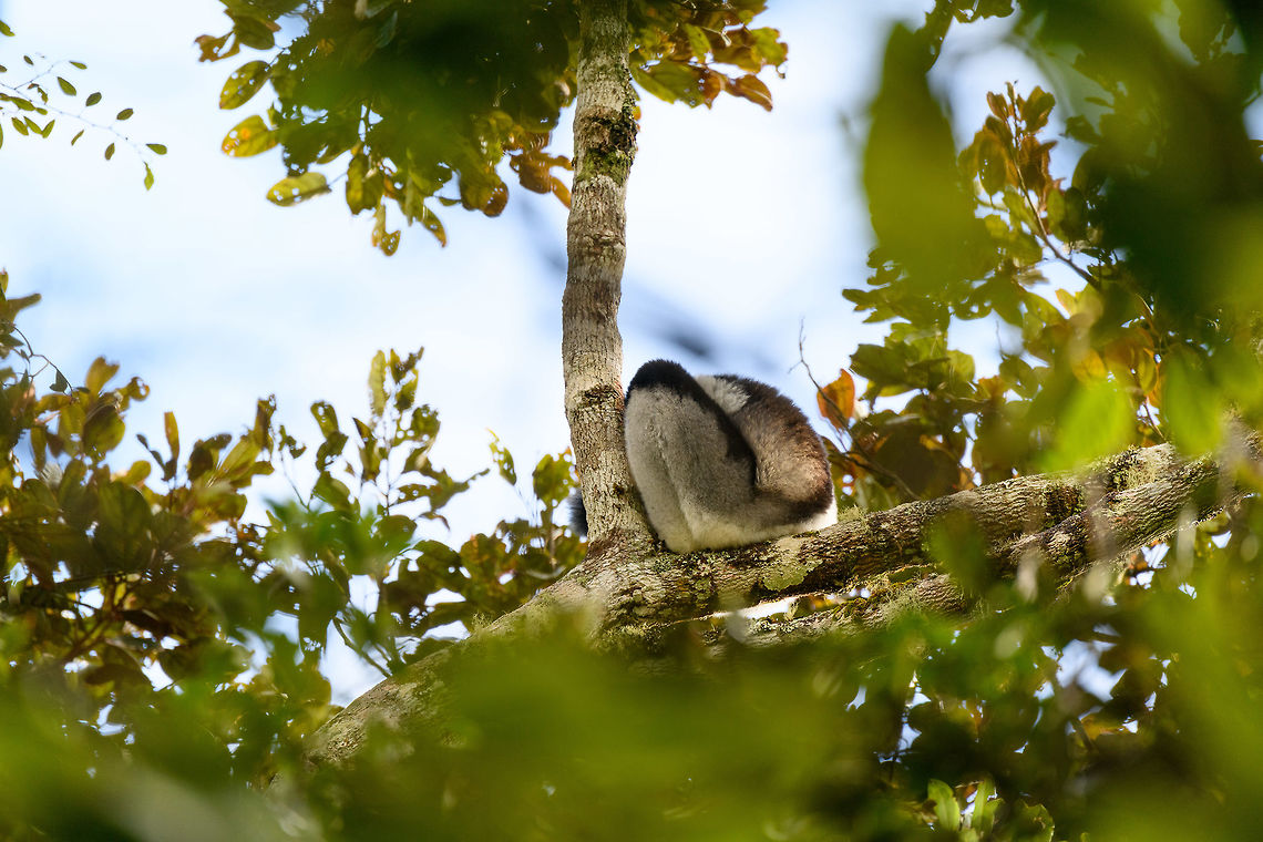 Indri Indri canopy view, V.O.I.M.M.A. Community Reserve, Madagascar After a full day of driving, and a visit to the Pyreras reptile reserve, we did a quick stroll through the V.O.I.M.M.A. Community Reserve in Andasibe. As it was already late in the day and it being winter, the Indris were only to be found very high up. I'll cover proper observations 2 days later in the set, this hike was just an appetizer. For now a few quick facts:<br />
<br />
- Main attraction of Andasibe<br />
- Largest lemur species<br />
- Super loud call that can be heard for miles<br />
<figure class="photo"><a href="https://www.jungledragon.com/image/85596/indri_indri_bottom_view_v.o.i.m.m.a._community_reserve_madagascar.html" title="Indri Indri bottom view, V.O.I.M.M.A. Community Reserve, Madagascar"><img src="https://s3.amazonaws.com/media.jungledragon.com/images/2/85596_thumb.jpg?AWSAccessKeyId=05GMT0V3GWVNE7GGM1R2&Expires=1770854410&Signature=a7YHAdV%2Bk2%2BgCJHiu%2FEJkD2ajPo%3D" width="200" height="134" alt="Indri Indri bottom view, V.O.I.M.M.A. Community Reserve, Madagascar After a full day of driving, and a visit to the Pyreras reptile reserve, we did a quick stroll through the V.O.I.M.M.A. Community Reserve in Andasibe. As it was already late in the day and it being winter, the Indris were only to be found very high up. I'll cover proper observations 2 days later in the set, this hike was just an appetizer. For now a few quick facts:<br />
<br />
- Main attraction of Andasibe<br />
- Largest lemur species<br />
- Super loud call that can be heard for miles<br />
https://www.jungledragon.com/image/85595/indri_indri_canopy_view_v.o.i.m.m.a._community_reserve_madagascar.html Africa,Andasibe,Indri,Indri indri,Madagascar,Madagascar 2019,V.O.I.M.M.A. Community Reserve,World" /></a></figure> Africa,Andasibe,Indri,Indri indri,Madagascar,Madagascar 2019,V.O.I.M.M.A. Community Reserve,World