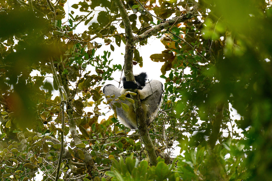 Indri Indri bottom view, V.O.I.M.M.A. Community Reserve, Madagascar After a full day of driving, and a visit to the Pyreras reptile reserve, we did a quick stroll through the V.O.I.M.M.A. Community Reserve in Andasibe. As it was already late in the day and it being winter, the Indris were only to be found very high up. I&#039;ll cover proper observations 2 days later in the set, this hike was just an appetizer. For now a few quick facts:<br />
<br />
- Main attraction of Andasibe<br />
- Largest lemur species<br />
- Super loud call that can be heard for miles<br />
<figure class="photo"><a href="https://www.jungledragon.com/image/85595/indri_indri_canopy_view_v.o.i.m.m.a._community_reserve_madagascar.html" title="Indri Indri canopy view, V.O.I.M.M.A. Community Reserve, Madagascar"><img src="https://s3.amazonaws.com/media.jungledragon.com/images/2/85595_thumb.jpg?AWSAccessKeyId=05GMT0V3GWVNE7GGM1R2&Expires=1759968010&Signature=CeD24PFNNx8aJPMTulHnUhpnDkc%3D" width="200" height="134" alt="Indri Indri canopy view, V.O.I.M.M.A. Community Reserve, Madagascar After a full day of driving, and a visit to the Pyreras reptile reserve, we did a quick stroll through the V.O.I.M.M.A. Community Reserve in Andasibe. As it was already late in the day and it being winter, the Indris were only to be found very high up. I&#039;ll cover proper observations 2 days later in the set, this hike was just an appetizer. For now a few quick facts:<br />
<br />
- Main attraction of Andasibe<br />
- Largest lemur species<br />
- Super loud call that can be heard for miles<br />
https://www.jungledragon.com/image/85596/indri_indri_bottom_view_v.o.i.m.m.a._community_reserve_madagascar.html Africa,Andasibe,Indri,Indri indri,Madagascar,Madagascar 2019,V.O.I.M.M.A. Community Reserve,World" /></a></figure> Africa,Andasibe,Indri,Indri indri,Madagascar,Madagascar 2019,V.O.I.M.M.A. Community Reserve,World