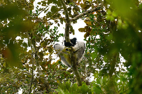 Indri Indri bottom view, V.O.I.M.M.A. Community Reserve, Madagascar After a full day of driving, and a visit to the Pyreras reptile reserve, we did a quick stroll through the V.O.I.M.M.A. Community Reserve in Andasibe. As it was already late in the day and it being winter, the Indris were only to be found very high up. I'll cover proper observations 2 days later in the set, this hike was just an appetizer. For now a few quick facts:

- Main attraction of Andasibe
- Largest lemur species
- Super loud call that can be heard for miles
https://www.jungledragon.com/image/85595/indri_indri_canopy_view_v.o.i.m.m.a._community_reserve_madagascar.html Africa,Andasibe,Indri,Indri indri,Madagascar,Madagascar 2019,V.O.I.M.M.A. Community Reserve,World