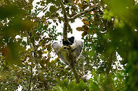 Indri Indri bottom view, V.O.I.M.M.A. Community Reserve, Madagascar After a full day of driving, and a visit to the Pyreras reptile reserve, we did a quick stroll through the V.O.I.M.M.A. Community Reserve in Andasibe. As it was already late in the day and it being winter, the Indris were only to be found very high up. I'll cover proper observations 2 days later in the set, this hike was just an appetizer. For now a few quick facts:<br />
<br />
- Main attraction of Andasibe<br />
- Largest lemur species<br />
- Super loud call that can be heard for miles<br />
https://www.jungledragon.com/image/85595/indri_indri_canopy_view_v.o.i.m.m.a._community_reserve_madagascar.html Africa,Andasibe,Indri,Indri indri,Madagascar,Madagascar 2019,V.O.I.M.M.A. Community Reserve,World