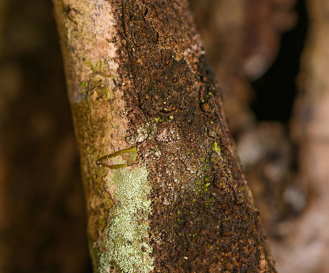 Mossy leaf-tailed gecko - back and legs, V.O.I.M.M.A. Community Reserve, Madagascar A wild observation of a Mossy leaf-tailed gecko, one of the best camouflage specialists I've seen with my own eyes. By day, they stretch out and rest upside down on a tree. Their bodies are flat and heavily textured to mimick a mossy surface. The edges of their body curl around a tree almost as if its a single surface. <br />
<br />
Flash makes it pretty noticeable but I had no idea it was there whilst standing straight next to it. Our guide gave the hint.<br />
<figure class="photo"><a href="https://www.jungledragon.com/image/85598/mossy_leaf-tailed_gecko_-_full_body_v.o.i.m.m.a._community_reserve_madagascar.html" title="Mossy leaf-tailed gecko - full body, V.O.I.M.M.A. Community Reserve, Madagascar"><img src="https://s3.amazonaws.com/media.jungledragon.com/images/2/85598_thumb.jpg?AWSAccessKeyId=05GMT0V3GWVNE7GGM1R2&Expires=1759968010&Signature=bnZ8MlXpmfaMLUph2MOh6A6wLqo%3D" width="90" height="152" alt="Mossy leaf-tailed gecko - full body, V.O.I.M.M.A. Community Reserve, Madagascar A wild observation of a Mossy leaf-tailed gecko, one of the best camouflage specialists I've seen with my own eyes. By day, they stretch out and rest upside down on a tree. Their bodies are flat and heavily textured to mimick a mossy surface. The edges of their body curl around a tree almost as if its a single surface. <br />
<br />
Flash makes it pretty noticeable but I had no idea it was there whilst standing straight next to it. Our guide gave the hint.<br />
https://www.jungledragon.com/image/85597/mossy_leaf-tailed_gecko_-_back_and_legs_v.o.i.m.m.a._community_reserve_madagascar.html<br />
https://www.jungledragon.com/image/85599/mossy_leaf-tailed_gecko_-_head_v.o.i.m.m.a._community_reserve_madagascar.html Africa,Andasibe,Madagascar,Madagascar 2019,Mossy leaf-tailed gecko,Uroplatus sikorae,V.O.I.M.M.A. Community Reserve,World" /></a></figure><br />
<figure class="photo"><a href="https://www.jungledragon.com/image/85599/mossy_leaf-tailed_gecko_-_head_v.o.i.m.m.a._community_reserve_madagascar.html" title="Mossy leaf-tailed gecko - head, V.O.I.M.M.A. Community Reserve, Madagascar"><img src="https://s3.amazonaws.com/media.jungledragon.com/images/2/85599_thumb.jpg?AWSAccessKeyId=05GMT0V3GWVNE7GGM1R2&Expires=1759968010&Signature=r25jpBUVuelBWvCUO0rKPh%2FVvYQ%3D" width="200" height="134" alt="Mossy leaf-tailed gecko - head, V.O.I.M.M.A. Community Reserve, Madagascar A wild observation of a Mossy leaf-tailed gecko, one of the best camouflage specialists I've seen with my own eyes. By day, they stretch out and rest upside down on a tree. Their bodies are flat and heavily textured to mimick a mossy surface. The edges of their body curl around a tree almost as if its a single surface. <br />
<br />
Flash makes it pretty noticeable but I had no idea it was there whilst standing straight next to it. Our guide gave the hint.<br />
https://www.jungledragon.com/image/85598/mossy_leaf-tailed_gecko_-_full_body_v.o.i.m.m.a._community_reserve_madagascar.html<br />
https://www.jungledragon.com/image/85597/mossy_leaf-tailed_gecko_-_back_and_legs_v.o.i.m.m.a._community_reserve_madagascar.html Africa,Andasibe,Madagascar,Madagascar 2019,Mossy leaf-tailed gecko,Uroplatus sikorae,V.O.I.M.M.A. Community Reserve,World" /></a></figure> Africa,Andasibe,Madagascar,Madagascar 2019,Mossy leaf-tailed gecko,Uroplatus sikorae,V.O.I.M.M.A. Community Reserve,World