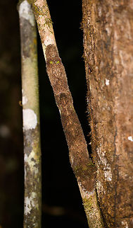 Mossy leaf-tailed gecko - full body, V.O.I.M.M.A. Community Reserve, Madagascar A wild observation of a Mossy leaf-tailed gecko, one of the best camouflage specialists I've seen with my own eyes. By day, they stretch out and rest upside down on a tree. Their bodies are flat and heavily textured to mimick a mossy surface. The edges of their body curl around a tree almost as if its a single surface. 

Flash makes it pretty noticeable but I had no idea it was there whilst standing straight next to it. Our guide gave the hint.
https://www.jungledragon.com/image/85597/mossy_leaf-tailed_gecko_-_back_and_legs_v.o.i.m.m.a._community_reserve_madagascar.html
https://www.jungledragon.com/image/85599/mossy_leaf-tailed_gecko_-_head_v.o.i.m.m.a._community_reserve_madagascar.html Africa,Andasibe,Madagascar,Madagascar 2019,Mossy leaf-tailed gecko,Uroplatus sikorae,V.O.I.M.M.A. Community Reserve,World