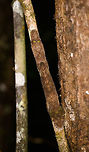 Mossy leaf-tailed gecko - full body, V.O.I.M.M.A. Community Reserve, Madagascar A wild observation of a Mossy leaf-tailed gecko, one of the best camouflage specialists I've seen with my own eyes. By day, they stretch out and rest upside down on a tree. Their bodies are flat and heavily textured to mimick a mossy surface. The edges of their body curl around a tree almost as if its a single surface. <br />
<br />
Flash makes it pretty noticeable but I had no idea it was there whilst standing straight next to it. Our guide gave the hint.<br />
https://www.jungledragon.com/image/85597/mossy_leaf-tailed_gecko_-_back_and_legs_v.o.i.m.m.a._community_reserve_madagascar.html<br />
https://www.jungledragon.com/image/85599/mossy_leaf-tailed_gecko_-_head_v.o.i.m.m.a._community_reserve_madagascar.html Africa,Andasibe,Madagascar,Madagascar 2019,Mossy leaf-tailed gecko,Uroplatus sikorae,V.O.I.M.M.A. Community Reserve,World
