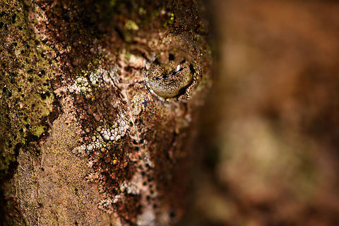 Mossy leaf-tailed gecko - head, V.O.I.M.M.A. Community Reserve, Madagascar A wild observation of a Mossy leaf-tailed gecko, one of the best camouflage specialists I've seen with my own eyes. By day, they stretch out and rest upside down on a tree. Their bodies are flat and heavily textured to mimick a mossy surface. The edges of their body curl around a tree almost as if its a single surface. 

Flash makes it pretty noticeable but I had no idea it was there whilst standing straight next to it. Our guide gave the hint.
https://www.jungledragon.com/image/85598/mossy_leaf-tailed_gecko_-_full_body_v.o.i.m.m.a._community_reserve_madagascar.html
https://www.jungledragon.com/image/85597/mossy_leaf-tailed_gecko_-_back_and_legs_v.o.i.m.m.a._community_reserve_madagascar.html Africa,Andasibe,Madagascar,Madagascar 2019,Mossy leaf-tailed gecko,Uroplatus sikorae,V.O.I.M.M.A. Community Reserve,World