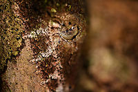 Mossy leaf-tailed gecko - head, V.O.I.M.M.A. Community Reserve, Madagascar A wild observation of a Mossy leaf-tailed gecko, one of the best camouflage specialists I've seen with my own eyes. By day, they stretch out and rest upside down on a tree. Their bodies are flat and heavily textured to mimick a mossy surface. The edges of their body curl around a tree almost as if its a single surface. <br />
<br />
Flash makes it pretty noticeable but I had no idea it was there whilst standing straight next to it. Our guide gave the hint.<br />
https://www.jungledragon.com/image/85598/mossy_leaf-tailed_gecko_-_full_body_v.o.i.m.m.a._community_reserve_madagascar.html<br />
https://www.jungledragon.com/image/85597/mossy_leaf-tailed_gecko_-_back_and_legs_v.o.i.m.m.a._community_reserve_madagascar.html Africa,Andasibe,Madagascar,Madagascar 2019,Mossy leaf-tailed gecko,Uroplatus sikorae,V.O.I.M.M.A. Community Reserve,World