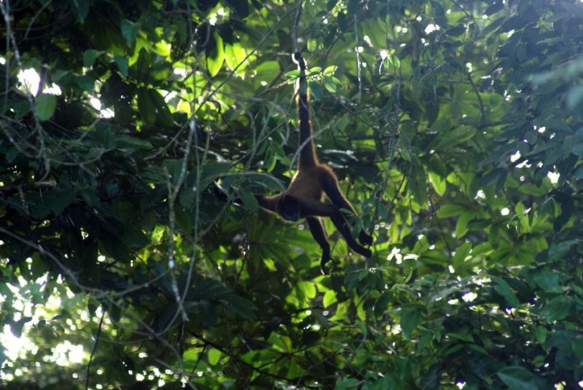 Spider Monkey hanging by its tail Sorry for the poor quality, but this is a spider monkey in Costa Rica. They are unbelievably fast and agile, like a five-legged spider speeding through the tree tops. Ateles geoffroyi,Costa Rica,Geoffroys spider monkey,Monkeys,Spider Monkey