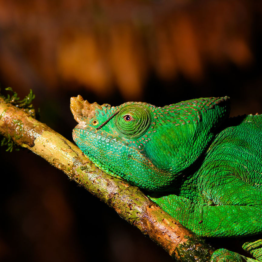 Male Parsons chameleon - head, V.O.I.M.M.A. Community Reserve, Madagascar An enormous male Parsons chameleon found in the forest of V.O.I.M.M.A. Community Reserve, or better said: somebody else was photographing it, and we reused the observation. <br />
<figure class="photo"><a href="https://www.jungledragon.com/image/85600/male_parsons_chameleon_v.o.i.m.m.a._community_reserve_madagascar.html" title="Male Parsons chameleon, V.O.I.M.M.A. Community Reserve, Madagascar"><img src="https://s3.amazonaws.com/media.jungledragon.com/images/2/85600_thumb.jpg?AWSAccessKeyId=05GMT0V3GWVNE7GGM1R2&Expires=1767225610&Signature=YjXSs6R9k7ZcMUoFWW5si7yUisw%3D" width="152" height="152" alt="Male Parsons chameleon, V.O.I.M.M.A. Community Reserve, Madagascar An enormous male Parsons chameleon found in the forest of V.O.I.M.M.A. Community Reserve, or better said: somebody else was photographing it, and we reused the observation. <br />
https://www.jungledragon.com/image/85601/male_parsons_chameleon_-_head_v.o.i.m.m.a._community_reserve_madagascar.html<br />
https://www.jungledragon.com/image/85603/male_parsons_chameleon_-_frontal_v.o.i.m.m.a._community_reserve_madagascar.html<br />
https://www.jungledragon.com/image/85602/male_parsons_chameleon_-experimental_v.o.i.m.m.a._community_reserve_madagascar.html Africa,Andasibe,Calumma parsonii,Madagascar,Madagascar 2019,Parsons chameleon,V.O.I.M.M.A. Community Reserve,World" /></a></figure><br />
<figure class="photo"><a href="https://www.jungledragon.com/image/85603/male_parsons_chameleon_-_frontal_v.o.i.m.m.a._community_reserve_madagascar.html" title="Male Parsons chameleon - frontal, V.O.I.M.M.A. Community Reserve, Madagascar"><img src="https://s3.amazonaws.com/media.jungledragon.com/images/2/85603_thumb.jpg?AWSAccessKeyId=05GMT0V3GWVNE7GGM1R2&Expires=1767225610&Signature=VaHnMzI7qa8D5g363LlPWWmyvRE%3D" width="110" height="152" alt="Male Parsons chameleon - frontal, V.O.I.M.M.A. Community Reserve, Madagascar An enormous male Parsons chameleon found in the forest of V.O.I.M.M.A. Community Reserve, or better said: somebody else was photographing it, and we reused the observation. <br />
https://www.jungledragon.com/image/85600/male_parsons_chameleon_v.o.i.m.m.a._community_reserve_madagascar.html<br />
https://www.jungledragon.com/image/85601/male_parsons_chameleon_-_head_v.o.i.m.m.a._community_reserve_madagascar.html<br />
https://www.jungledragon.com/image/85602/male_parsons_chameleon_-experimental_v.o.i.m.m.a._community_reserve_madagascar.html Africa,Andasibe,Calumma parsonii,Madagascar,Madagascar 2019,Parsons chameleon,V.O.I.M.M.A. Community Reserve,World" /></a></figure><br />
<figure class="photo"><a href="https://www.jungledragon.com/image/85602/male_parsons_chameleon_-experimental_v.o.i.m.m.a._community_reserve_madagascar.html" title="Male Parsons chameleon -experimental, V.O.I.M.M.A. Community Reserve, Madagascar"><img src="https://s3.amazonaws.com/media.jungledragon.com/images/2/85602_thumb.jpg?AWSAccessKeyId=05GMT0V3GWVNE7GGM1R2&Expires=1767225610&Signature=q%2FH88mPK8Y6oatRVwkUcR9yAG2U%3D" width="200" height="152" alt="Male Parsons chameleon -experimental, V.O.I.M.M.A. Community Reserve, Madagascar An enormous male Parsons chameleon found in the forest of V.O.I.M.M.A. Community Reserve, or better said: somebody else was photographing it, and we reused the observation. <br />
https://www.jungledragon.com/image/85600/male_parsons_chameleon_v.o.i.m.m.a._community_reserve_madagascar.html<br />
https://www.jungledragon.com/image/85601/male_parsons_chameleon_-_head_v.o.i.m.m.a._community_reserve_madagascar.html<br />
https://www.jungledragon.com/image/85603/male_parsons_chameleon_-_frontal_v.o.i.m.m.a._community_reserve_madagascar.html Africa,Andasibe,Calumma parsonii,Geotagged,Madagascar,Madagascar 2019,Parsons chameleon,V.O.I.M.M.A. Community Reserve,Winter,World" /></a></figure> Africa,Andasibe,Calumma parsonii,Madagascar,Madagascar 2019,Parsons chameleon,V.O.I.M.M.A. Community Reserve,World