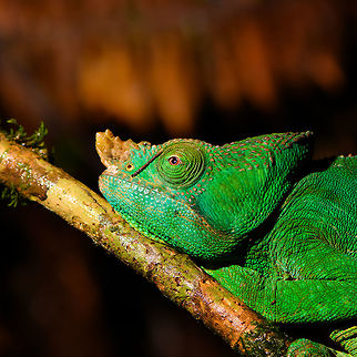 Male Parsons chameleon - head, V.O.I.M.M.A. Community Reserve, Madagascar An enormous male Parsons chameleon found in the forest of V.O.I.M.M.A. Community Reserve, or better said: somebody else was photographing it, and we reused the observation. 
https://www.jungledragon.com/image/85600/male_parsons_chameleon_v.o.i.m.m.a._community_reserve_madagascar.html
https://www.jungledragon.com/image/85603/male_parsons_chameleon_-_frontal_v.o.i.m.m.a._community_reserve_madagascar.html
https://www.jungledragon.com/image/85602/male_parsons_chameleon_-experimental_v.o.i.m.m.a._community_reserve_madagascar.html Africa,Andasibe,Calumma parsonii,Madagascar,Madagascar 2019,Parsons chameleon,V.O.I.M.M.A. Community Reserve,World