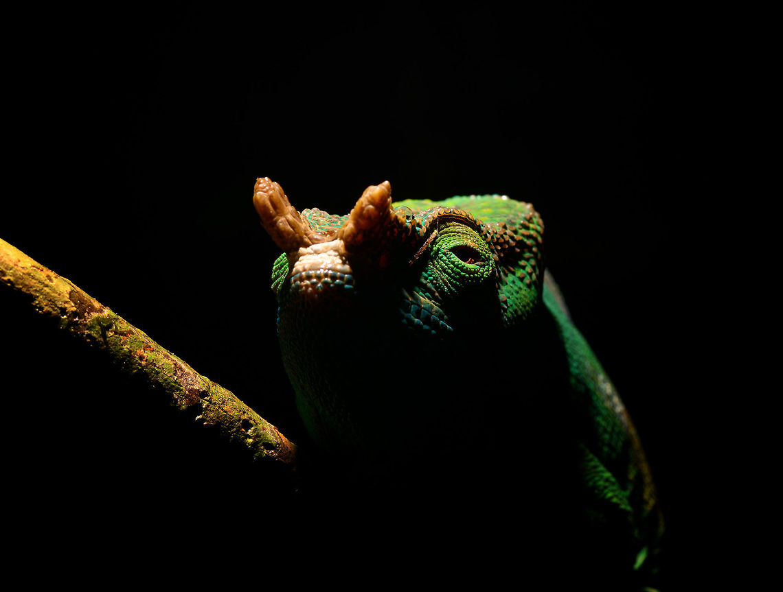 Male Parsons chameleon -experimental, V.O.I.M.M.A. Community Reserve, Madagascar An enormous male Parsons chameleon found in the forest of V.O.I.M.M.A. Community Reserve, or better said: somebody else was photographing it, and we reused the observation. <br />
<figure class="photo"><a href="https://www.jungledragon.com/image/85600/male_parsons_chameleon_v.o.i.m.m.a._community_reserve_madagascar.html" title="Male Parsons chameleon, V.O.I.M.M.A. Community Reserve, Madagascar"><img src="https://s3.amazonaws.com/media.jungledragon.com/images/2/85600_thumb.jpg?AWSAccessKeyId=05GMT0V3GWVNE7GGM1R2&Expires=1759968010&Signature=d6rJ%2BpfFfrJkFyRppIHwXDxRwiI%3D" width="152" height="152" alt="Male Parsons chameleon, V.O.I.M.M.A. Community Reserve, Madagascar An enormous male Parsons chameleon found in the forest of V.O.I.M.M.A. Community Reserve, or better said: somebody else was photographing it, and we reused the observation. <br />
https://www.jungledragon.com/image/85601/male_parsons_chameleon_-_head_v.o.i.m.m.a._community_reserve_madagascar.html<br />
https://www.jungledragon.com/image/85603/male_parsons_chameleon_-_frontal_v.o.i.m.m.a._community_reserve_madagascar.html<br />
https://www.jungledragon.com/image/85602/male_parsons_chameleon_-experimental_v.o.i.m.m.a._community_reserve_madagascar.html Africa,Andasibe,Calumma parsonii,Madagascar,Madagascar 2019,Parsons chameleon,V.O.I.M.M.A. Community Reserve,World" /></a></figure><br />
<figure class="photo"><a href="https://www.jungledragon.com/image/85601/male_parsons_chameleon_-_head_v.o.i.m.m.a._community_reserve_madagascar.html" title="Male Parsons chameleon - head, V.O.I.M.M.A. Community Reserve, Madagascar"><img src="https://s3.amazonaws.com/media.jungledragon.com/images/2/85601_thumb.jpg?AWSAccessKeyId=05GMT0V3GWVNE7GGM1R2&Expires=1759968010&Signature=8l0SMJTHm0O3Mn3mPfHIy3GsiVg%3D" width="152" height="152" alt="Male Parsons chameleon - head, V.O.I.M.M.A. Community Reserve, Madagascar An enormous male Parsons chameleon found in the forest of V.O.I.M.M.A. Community Reserve, or better said: somebody else was photographing it, and we reused the observation. <br />
https://www.jungledragon.com/image/85600/male_parsons_chameleon_v.o.i.m.m.a._community_reserve_madagascar.html<br />
https://www.jungledragon.com/image/85603/male_parsons_chameleon_-_frontal_v.o.i.m.m.a._community_reserve_madagascar.html<br />
https://www.jungledragon.com/image/85602/male_parsons_chameleon_-experimental_v.o.i.m.m.a._community_reserve_madagascar.html Africa,Andasibe,Calumma parsonii,Madagascar,Madagascar 2019,Parsons chameleon,V.O.I.M.M.A. Community Reserve,World" /></a></figure><br />
<figure class="photo"><a href="https://www.jungledragon.com/image/85603/male_parsons_chameleon_-_frontal_v.o.i.m.m.a._community_reserve_madagascar.html" title="Male Parsons chameleon - frontal, V.O.I.M.M.A. Community Reserve, Madagascar"><img src="https://s3.amazonaws.com/media.jungledragon.com/images/2/85603_thumb.jpg?AWSAccessKeyId=05GMT0V3GWVNE7GGM1R2&Expires=1759968010&Signature=fhMsb%2FzTA4a4SFfz5daLUbMaIyI%3D" width="110" height="152" alt="Male Parsons chameleon - frontal, V.O.I.M.M.A. Community Reserve, Madagascar An enormous male Parsons chameleon found in the forest of V.O.I.M.M.A. Community Reserve, or better said: somebody else was photographing it, and we reused the observation. <br />
https://www.jungledragon.com/image/85600/male_parsons_chameleon_v.o.i.m.m.a._community_reserve_madagascar.html<br />
https://www.jungledragon.com/image/85601/male_parsons_chameleon_-_head_v.o.i.m.m.a._community_reserve_madagascar.html<br />
https://www.jungledragon.com/image/85602/male_parsons_chameleon_-experimental_v.o.i.m.m.a._community_reserve_madagascar.html Africa,Andasibe,Calumma parsonii,Madagascar,Madagascar 2019,Parsons chameleon,V.O.I.M.M.A. Community Reserve,World" /></a></figure> Africa,Andasibe,Calumma parsonii,Geotagged,Madagascar,Madagascar 2019,Parsons chameleon,V.O.I.M.M.A. Community Reserve,Winter,World