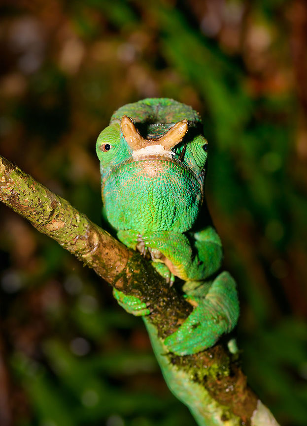 Male Parsons chameleon - frontal, V.O.I.M.M.A. Community Reserve, Madagascar An enormous male Parsons chameleon found in the forest of V.O.I.M.M.A. Community Reserve, or better said: somebody else was photographing it, and we reused the observation. <br />
<figure class="photo"><a href="https://www.jungledragon.com/image/85600/male_parsons_chameleon_v.o.i.m.m.a._community_reserve_madagascar.html" title="Male Parsons chameleon, V.O.I.M.M.A. Community Reserve, Madagascar"><img src="https://s3.amazonaws.com/media.jungledragon.com/images/2/85600_thumb.jpg?AWSAccessKeyId=05GMT0V3GWVNE7GGM1R2&Expires=1767225610&Signature=YjXSs6R9k7ZcMUoFWW5si7yUisw%3D" width="152" height="152" alt="Male Parsons chameleon, V.O.I.M.M.A. Community Reserve, Madagascar An enormous male Parsons chameleon found in the forest of V.O.I.M.M.A. Community Reserve, or better said: somebody else was photographing it, and we reused the observation. <br />
https://www.jungledragon.com/image/85601/male_parsons_chameleon_-_head_v.o.i.m.m.a._community_reserve_madagascar.html<br />
https://www.jungledragon.com/image/85603/male_parsons_chameleon_-_frontal_v.o.i.m.m.a._community_reserve_madagascar.html<br />
https://www.jungledragon.com/image/85602/male_parsons_chameleon_-experimental_v.o.i.m.m.a._community_reserve_madagascar.html Africa,Andasibe,Calumma parsonii,Madagascar,Madagascar 2019,Parsons chameleon,V.O.I.M.M.A. Community Reserve,World" /></a></figure><br />
<figure class="photo"><a href="https://www.jungledragon.com/image/85601/male_parsons_chameleon_-_head_v.o.i.m.m.a._community_reserve_madagascar.html" title="Male Parsons chameleon - head, V.O.I.M.M.A. Community Reserve, Madagascar"><img src="https://s3.amazonaws.com/media.jungledragon.com/images/2/85601_thumb.jpg?AWSAccessKeyId=05GMT0V3GWVNE7GGM1R2&Expires=1767225610&Signature=KdZzFWgPZ3dnMTkbuf1%2FfaiHCQ8%3D" width="152" height="152" alt="Male Parsons chameleon - head, V.O.I.M.M.A. Community Reserve, Madagascar An enormous male Parsons chameleon found in the forest of V.O.I.M.M.A. Community Reserve, or better said: somebody else was photographing it, and we reused the observation. <br />
https://www.jungledragon.com/image/85600/male_parsons_chameleon_v.o.i.m.m.a._community_reserve_madagascar.html<br />
https://www.jungledragon.com/image/85603/male_parsons_chameleon_-_frontal_v.o.i.m.m.a._community_reserve_madagascar.html<br />
https://www.jungledragon.com/image/85602/male_parsons_chameleon_-experimental_v.o.i.m.m.a._community_reserve_madagascar.html Africa,Andasibe,Calumma parsonii,Madagascar,Madagascar 2019,Parsons chameleon,V.O.I.M.M.A. Community Reserve,World" /></a></figure><br />
<figure class="photo"><a href="https://www.jungledragon.com/image/85602/male_parsons_chameleon_-experimental_v.o.i.m.m.a._community_reserve_madagascar.html" title="Male Parsons chameleon -experimental, V.O.I.M.M.A. Community Reserve, Madagascar"><img src="https://s3.amazonaws.com/media.jungledragon.com/images/2/85602_thumb.jpg?AWSAccessKeyId=05GMT0V3GWVNE7GGM1R2&Expires=1767225610&Signature=q%2FH88mPK8Y6oatRVwkUcR9yAG2U%3D" width="200" height="152" alt="Male Parsons chameleon -experimental, V.O.I.M.M.A. Community Reserve, Madagascar An enormous male Parsons chameleon found in the forest of V.O.I.M.M.A. Community Reserve, or better said: somebody else was photographing it, and we reused the observation. <br />
https://www.jungledragon.com/image/85600/male_parsons_chameleon_v.o.i.m.m.a._community_reserve_madagascar.html<br />
https://www.jungledragon.com/image/85601/male_parsons_chameleon_-_head_v.o.i.m.m.a._community_reserve_madagascar.html<br />
https://www.jungledragon.com/image/85603/male_parsons_chameleon_-_frontal_v.o.i.m.m.a._community_reserve_madagascar.html Africa,Andasibe,Calumma parsonii,Geotagged,Madagascar,Madagascar 2019,Parsons chameleon,V.O.I.M.M.A. Community Reserve,Winter,World" /></a></figure> Africa,Andasibe,Calumma parsonii,Madagascar,Madagascar 2019,Parsons chameleon,V.O.I.M.M.A. Community Reserve,World