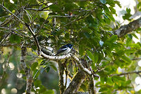 Male Malagasy Paradise Flycatcher, V.O.I.M.M.A. Community Reserve, Madagascar The white morph of the male.<br />
https://www.jungledragon.com/image/85628/male_malagasy_paradise_flycatcher_-_frontal_v.o.i.m.m.a._community_reserve_madagascar.html Africa,Andasibe,Geotagged,Madagascar,Madagascar 2019,Malagasy paradise flycatcher,Terpsiphone mutata,V.O.I.M.M.A. Community Reserve,Winter,World