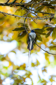 Male Malagasy Paradise Flycatcher - frontal, V.O.I.M.M.A. Community Reserve, Madagascar The white morph of the male.
https://www.jungledragon.com/image/85627/male_malagasy_paradise_flycatcher_v.o.i.m.m.a._community_reserve_madagascar.html Africa,Andasibe,Geotagged,Madagascar,Madagascar 2019,Malagasy paradise flycatcher,Terpsiphone mutata,V.O.I.M.M.A. Community Reserve,Winter,World