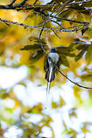 Male Malagasy Paradise Flycatcher - frontal, V.O.I.M.M.A. Community Reserve, Madagascar The white morph of the male.<br />
https://www.jungledragon.com/image/85627/male_malagasy_paradise_flycatcher_v.o.i.m.m.a._community_reserve_madagascar.html Africa,Andasibe,Geotagged,Madagascar,Madagascar 2019,Malagasy paradise flycatcher,Terpsiphone mutata,V.O.I.M.M.A. Community Reserve,Winter,World