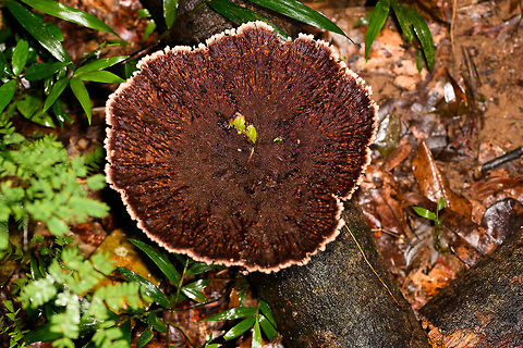 Large fungus on fallen tree, V.O.I.M.M.A. Community Reserve, Madagascar Presumed Microporus sp. Africa,Andasibe,Madagascar,Madagascar 2019,V.O.I.M.M.A. Community Reserve,World